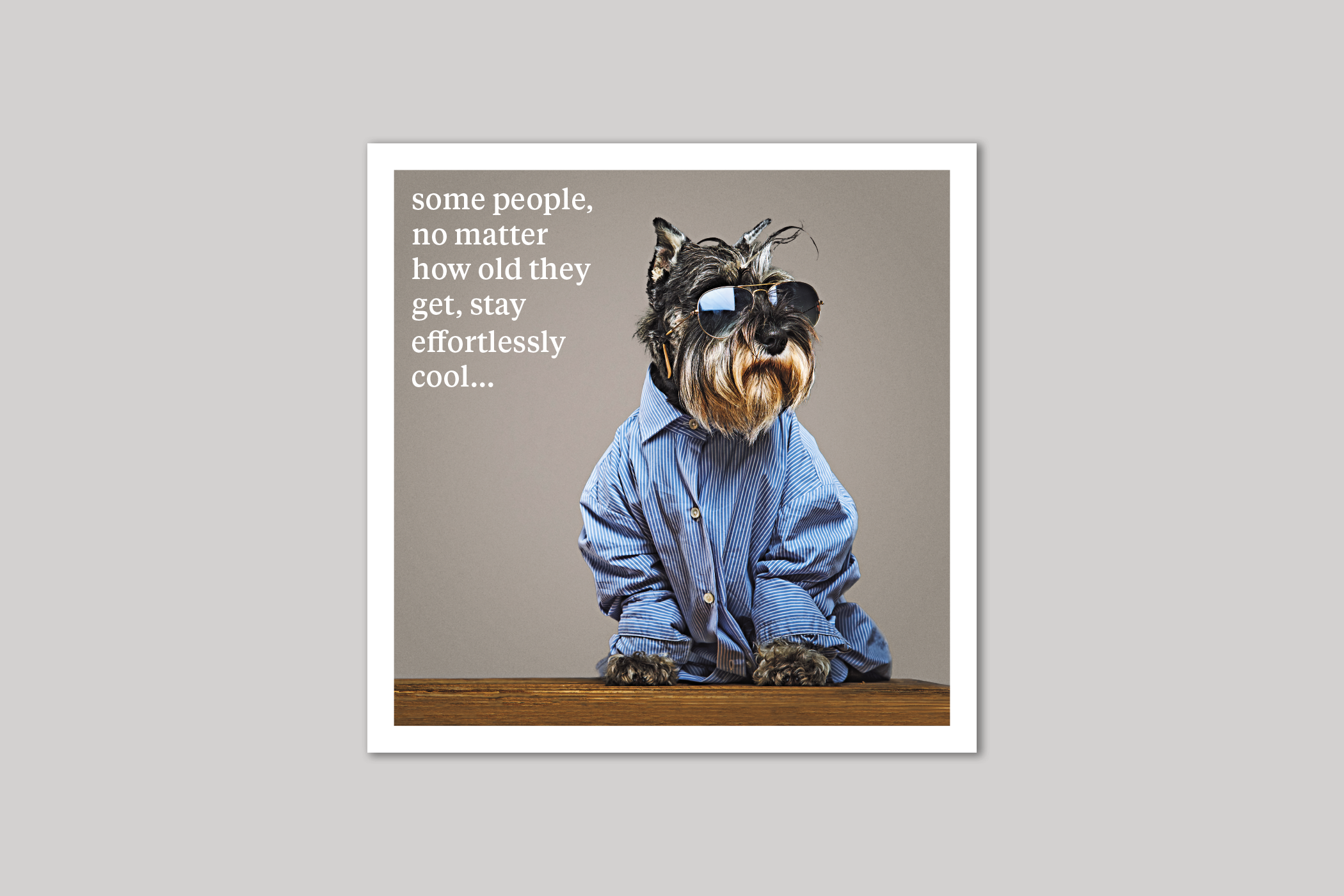 Effortlessly Cool quirky animal portrait from Curious World range of greeting cards by Icon.
