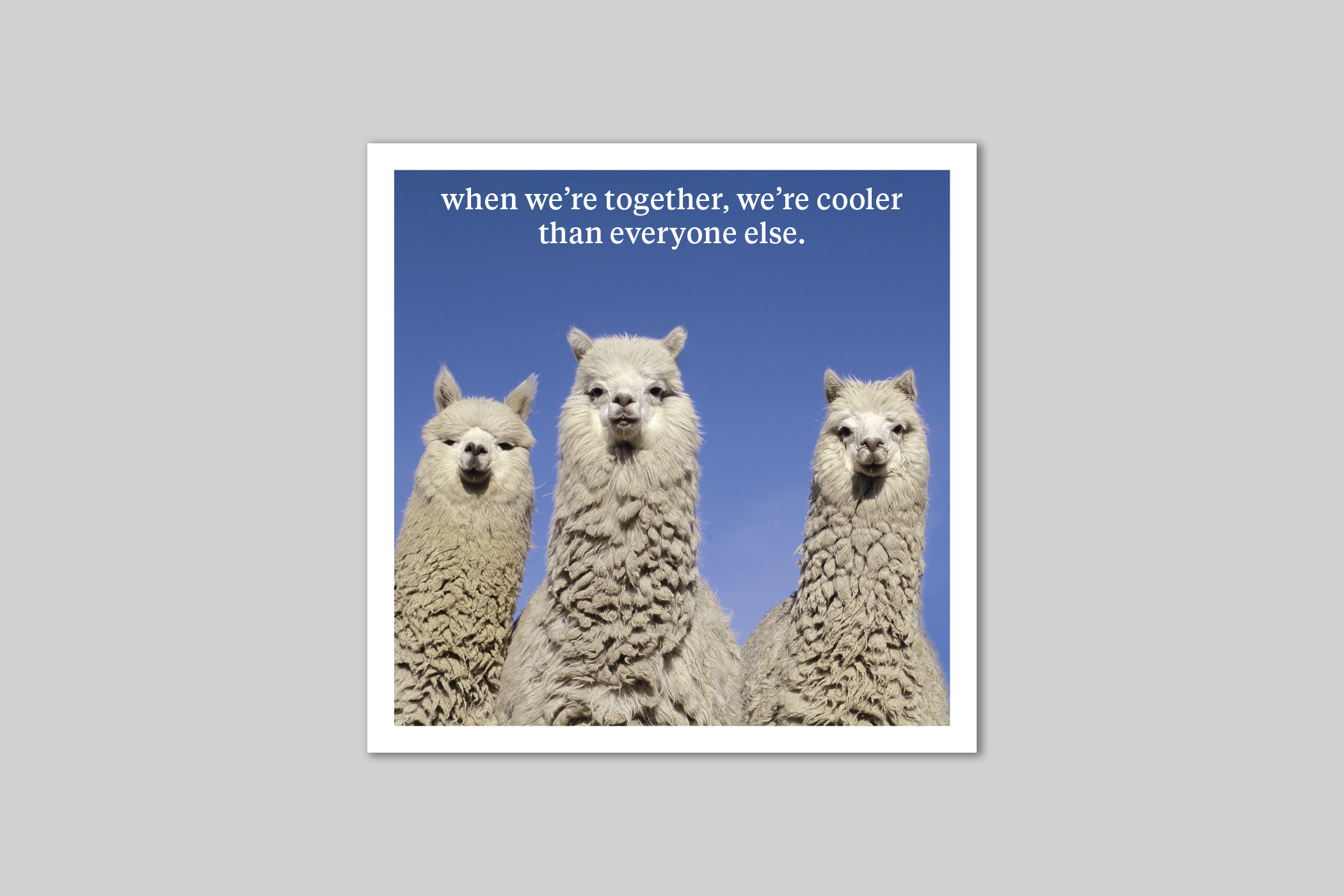 We're Cool quirky animal portrait from Curious World range of greeting cards by Icon.