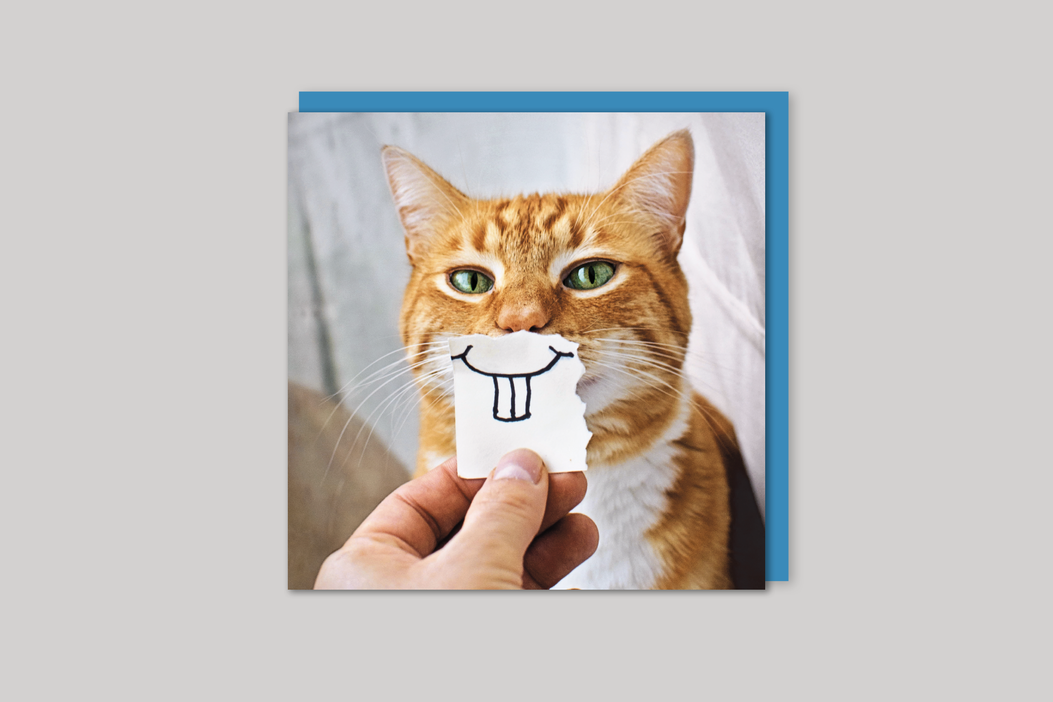 Happy Cat from Exposure range of photographic cards by Icon, back page.