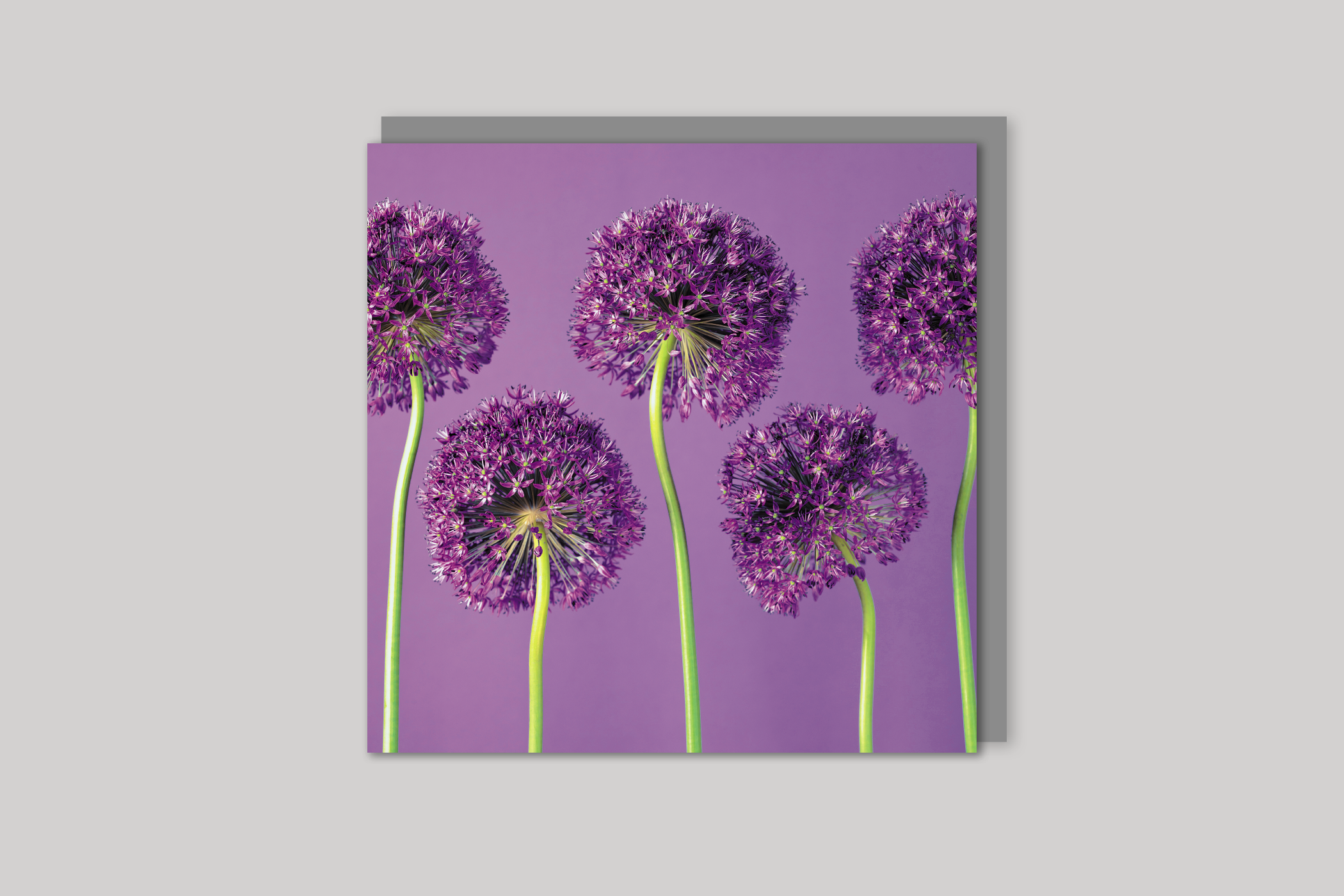 Amethyst from Bloom range of floral photographic cards by Icon, back page.
