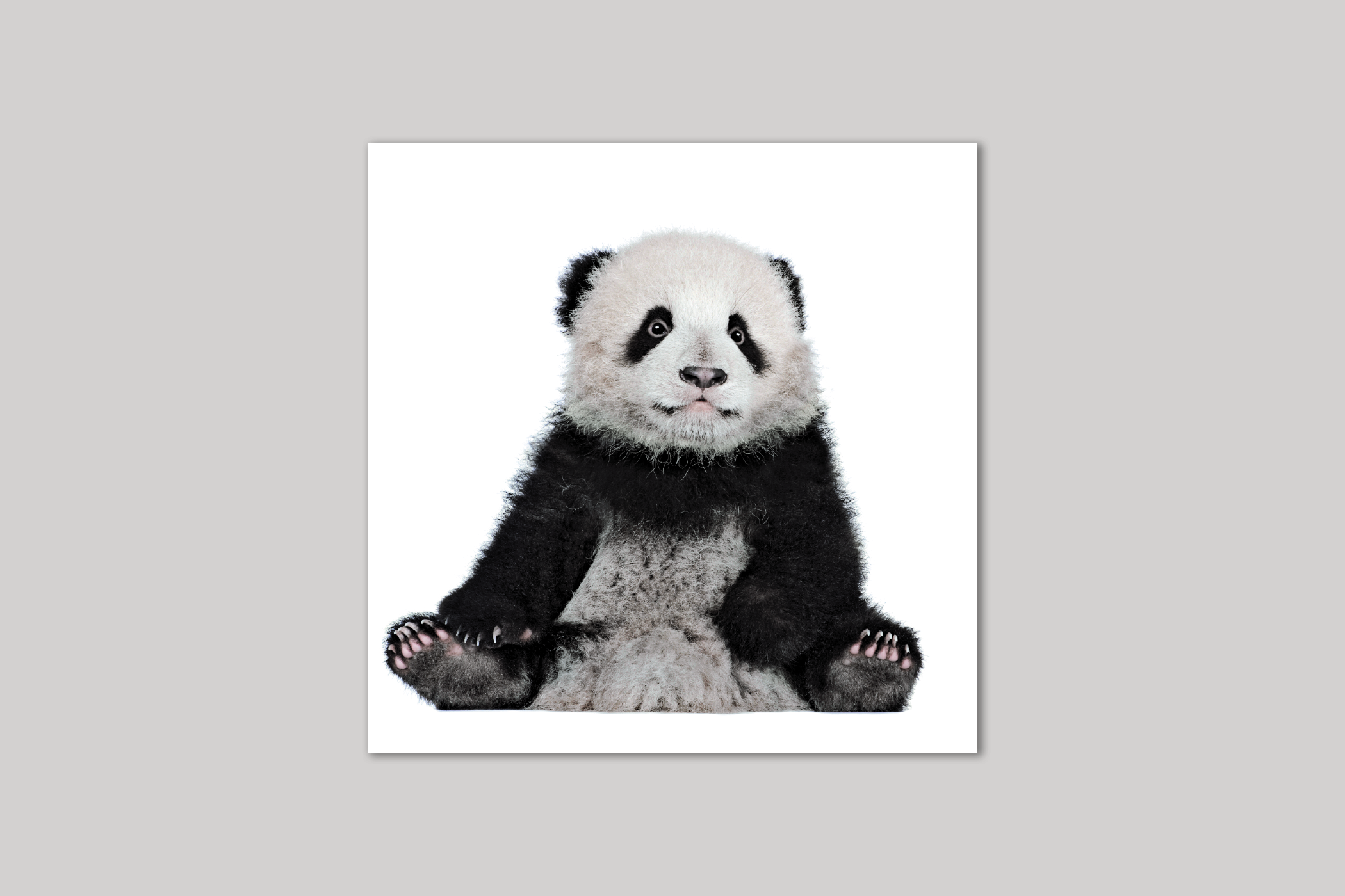 Albert the Panda Cub from Exposure range of photographic cards by Icon.