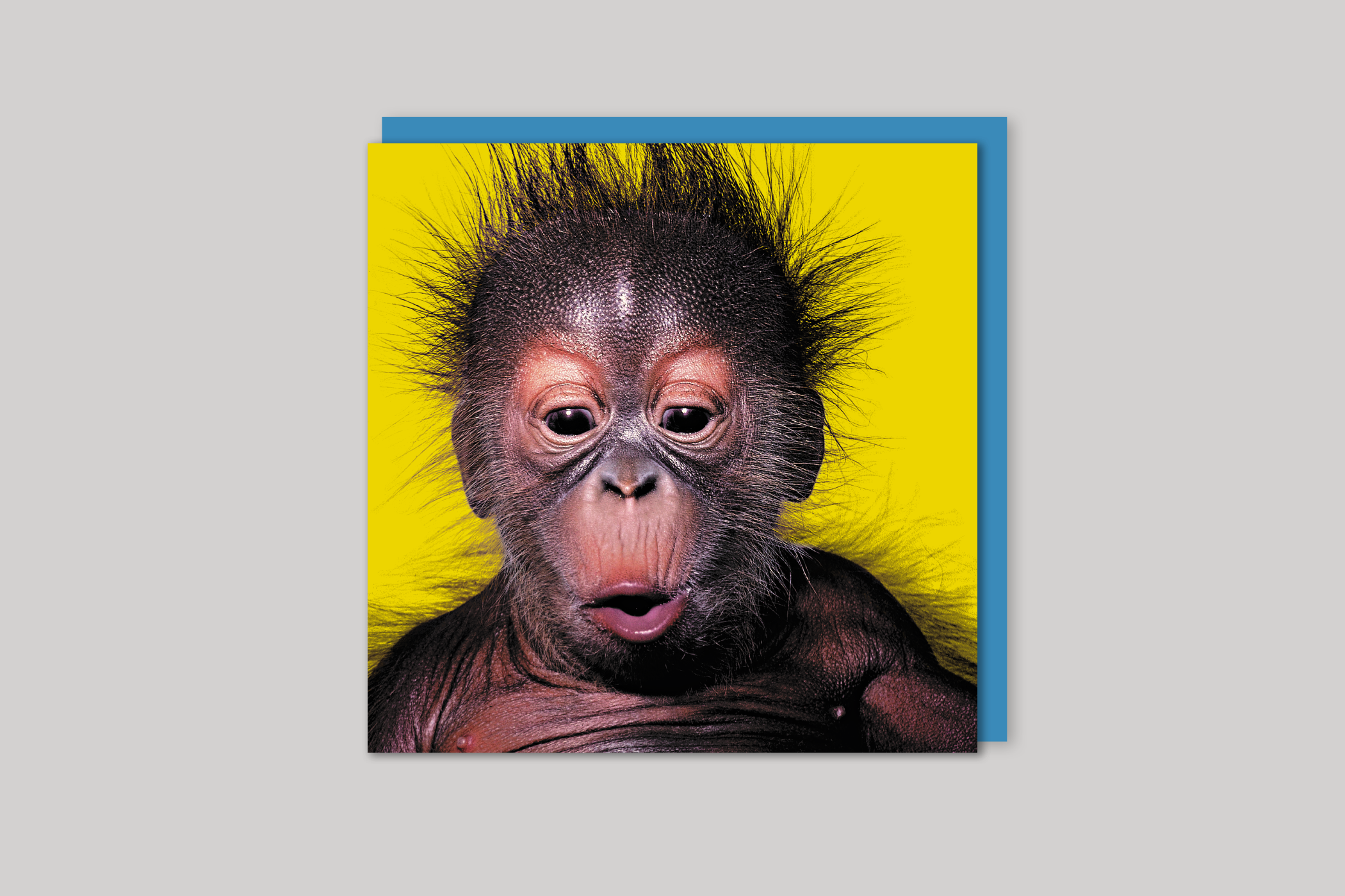 Alfie from Wildthings range of greeting cards by Icon, back page.