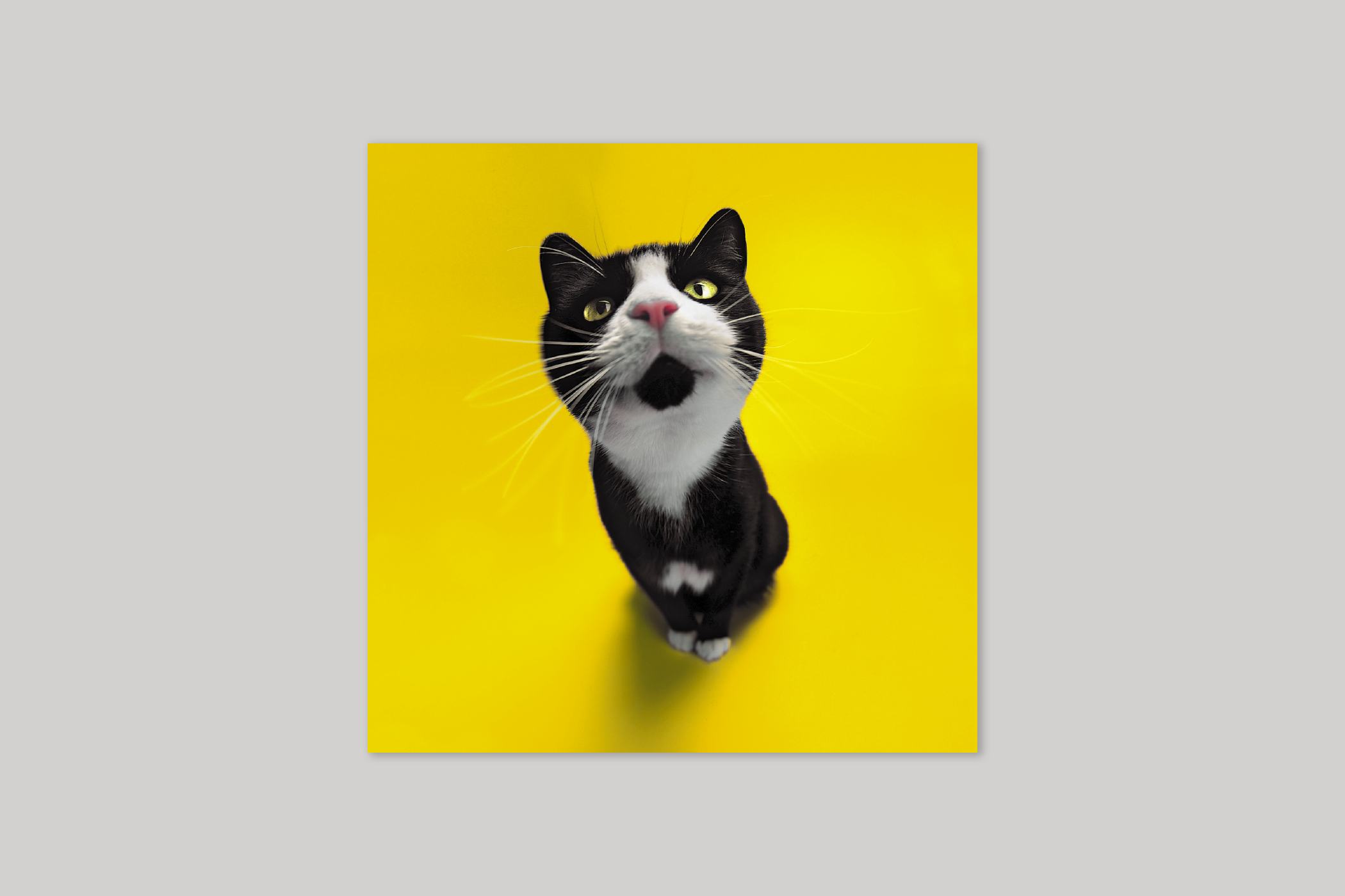 Meow! from Wildthings range of greeting cards by Icon.