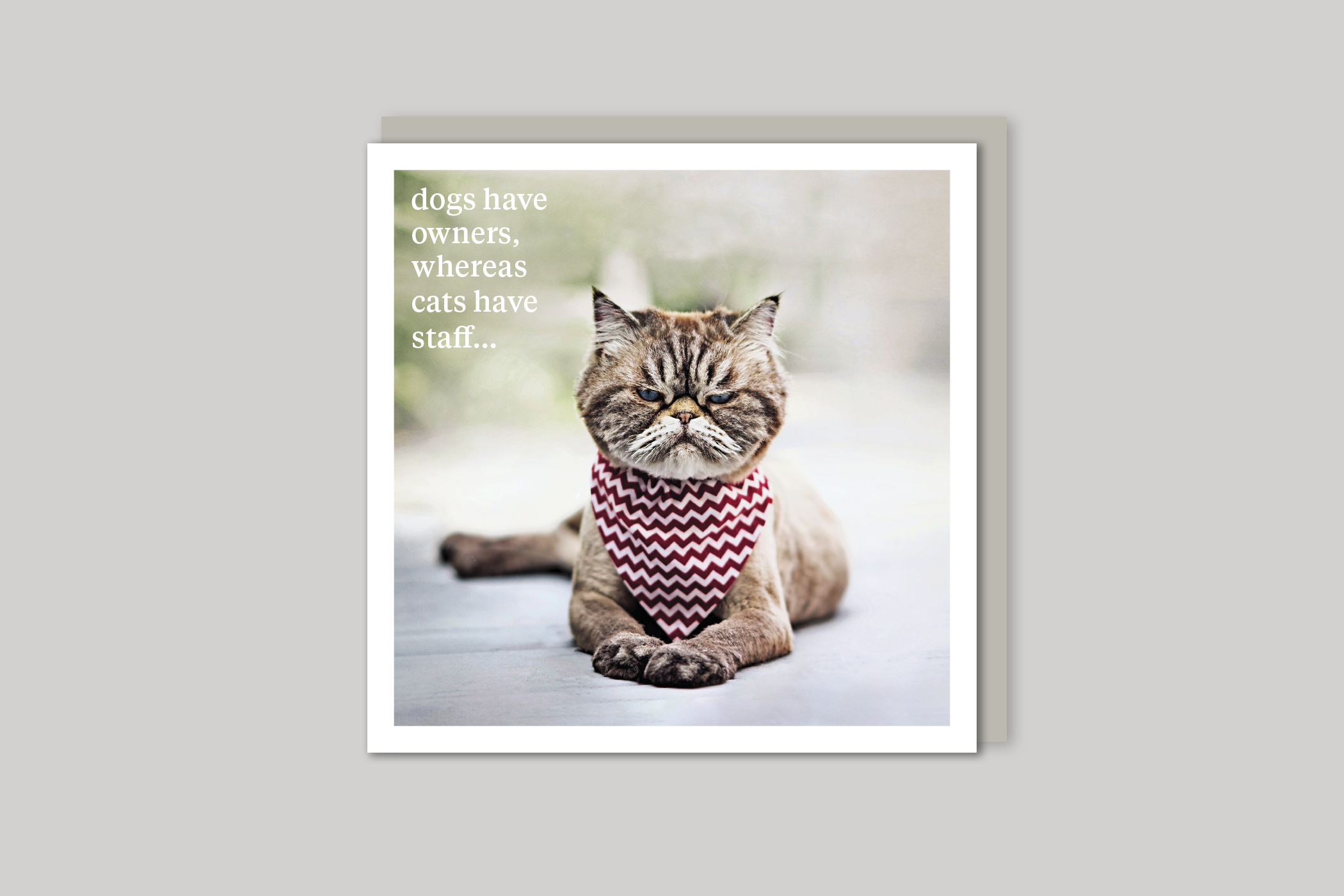 Cats Have Staff quirky animal portrait from Curious World range of greeting cards by Icon, back page.