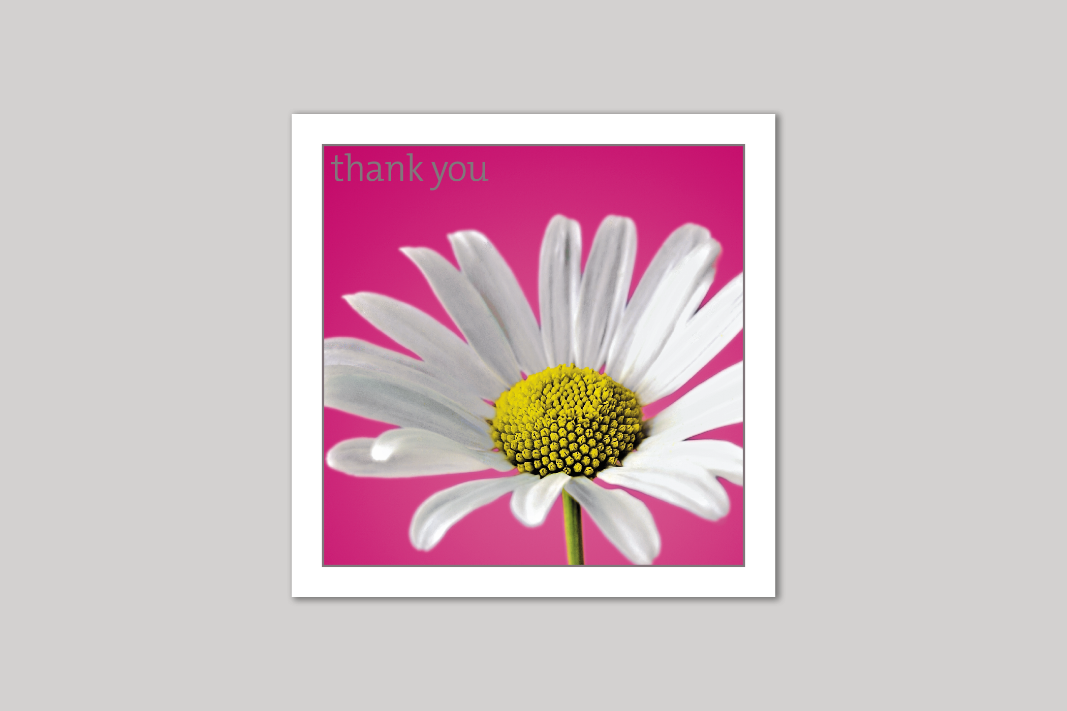Daisy thank you card from Exposure Silver Edition range of greeting cards by Icon.