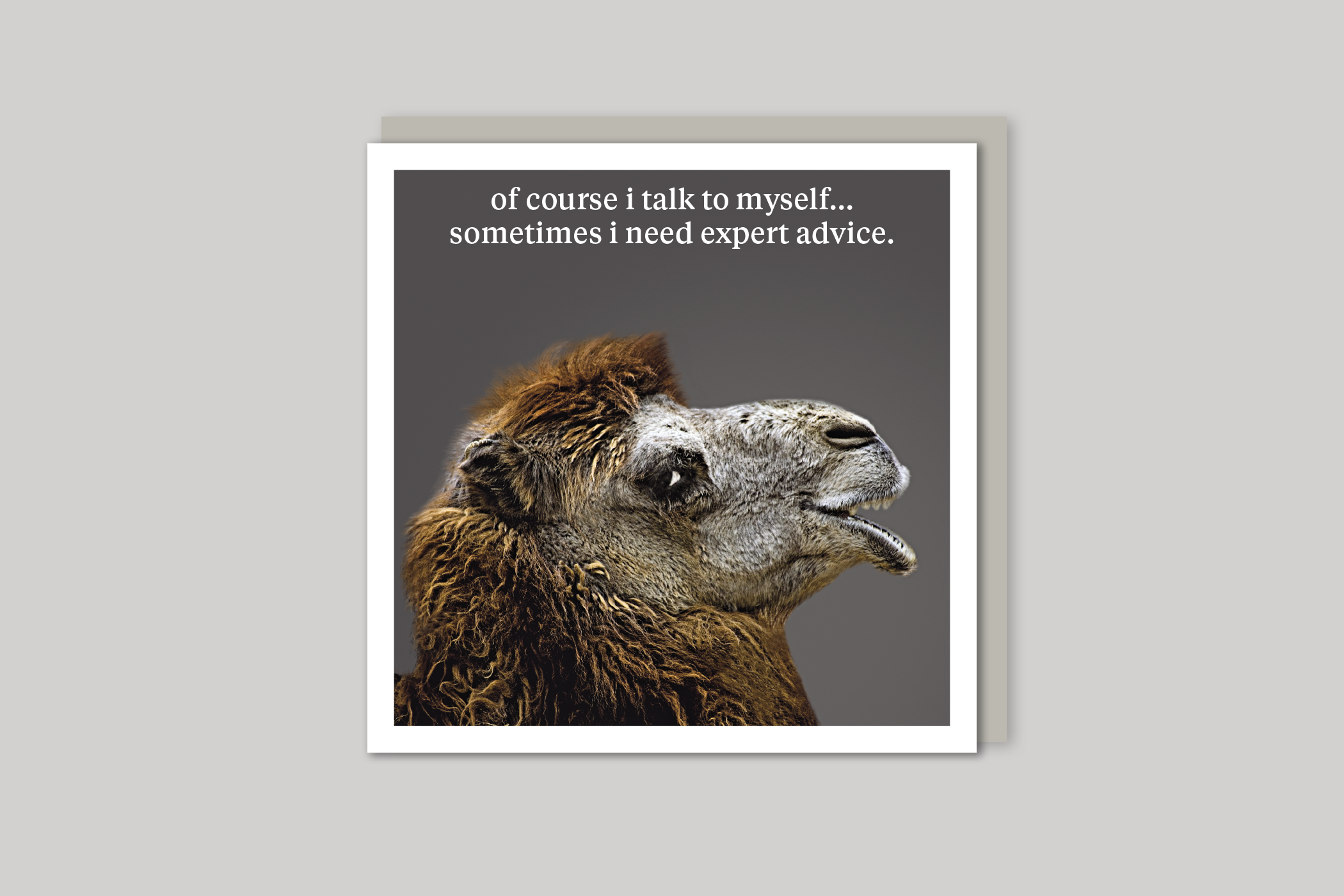Expert Advice quirky animal portrait from Curious World range of greeting cards by Icon, back page.