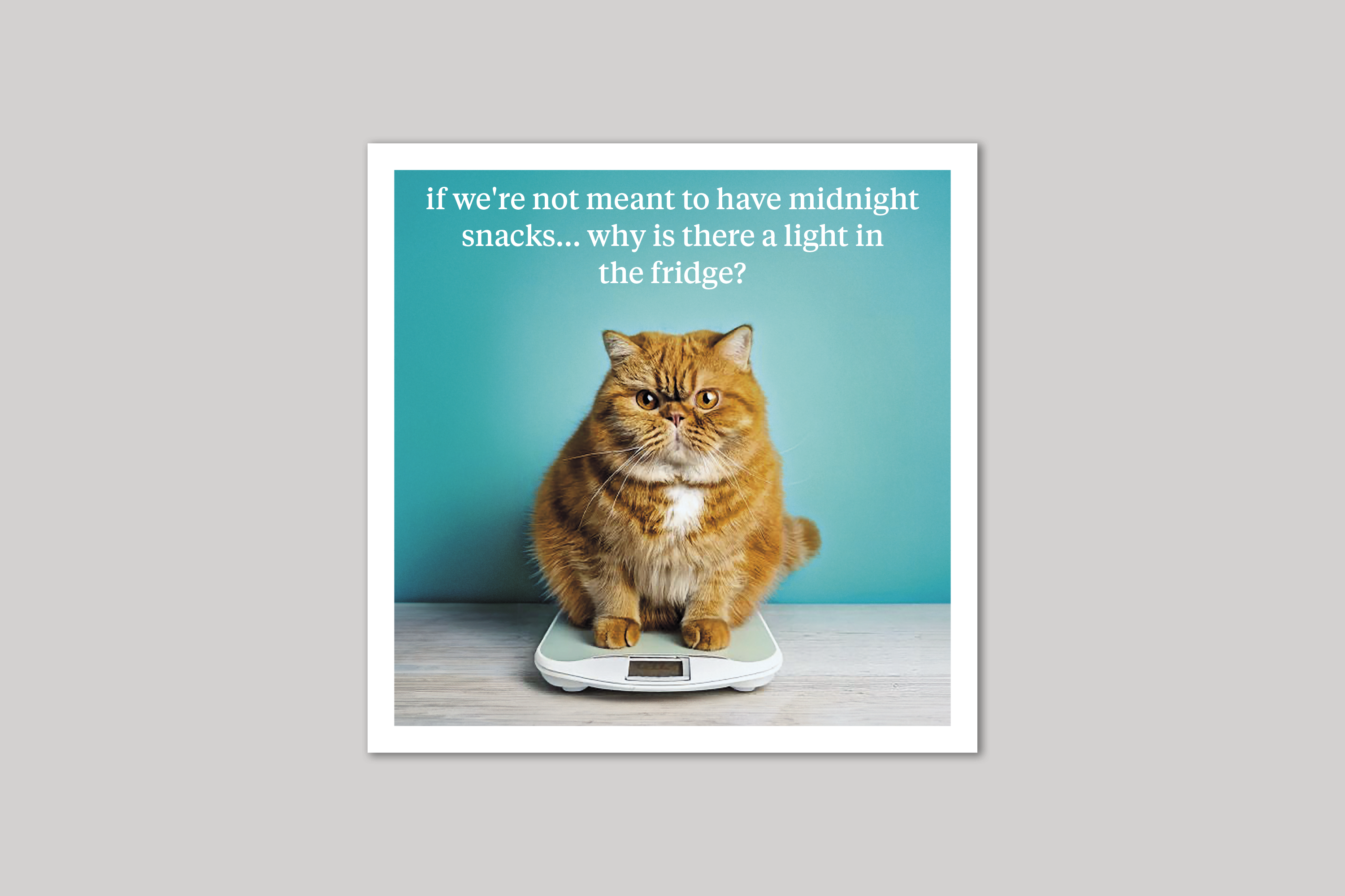 Midnight Snacks quirky animal portrait from Curious World range of greeting cards by Icon.