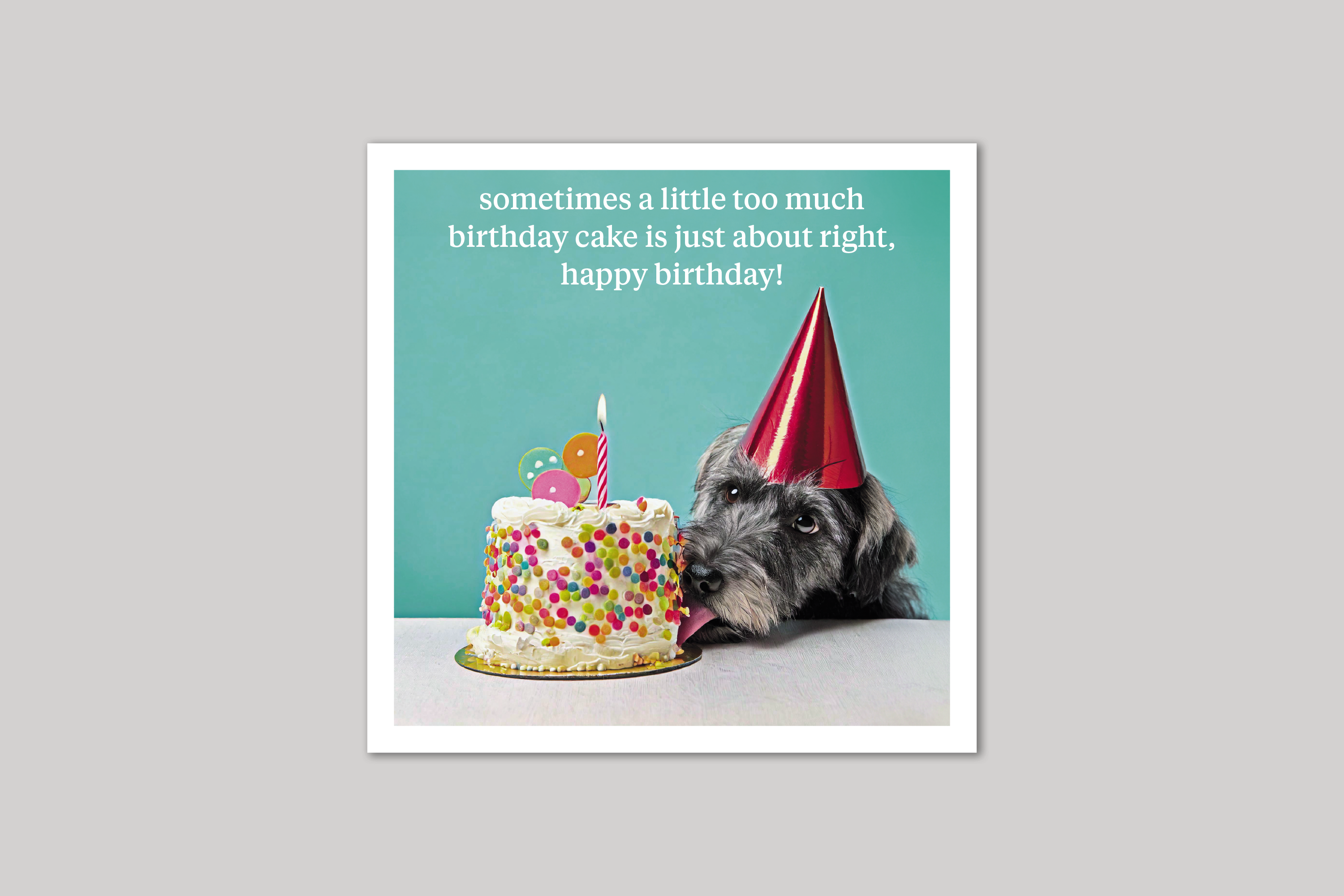 Too Much Cake quirky animal portrait from Curious World range of greeting cards by Icon.