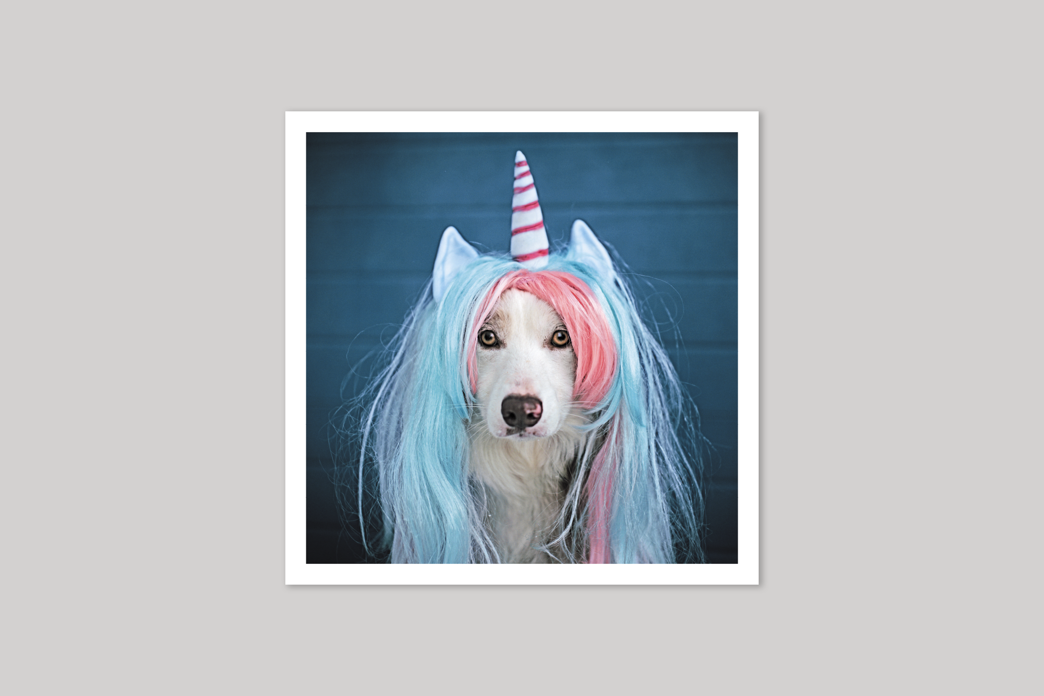 Unicorn cool photography from Wavelength range of photographic cards by Icon.