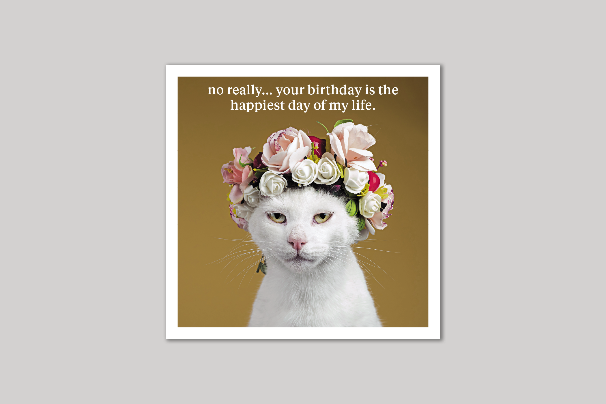 No Really quirky animal portrait from Curious World range of greeting cards by Icon.