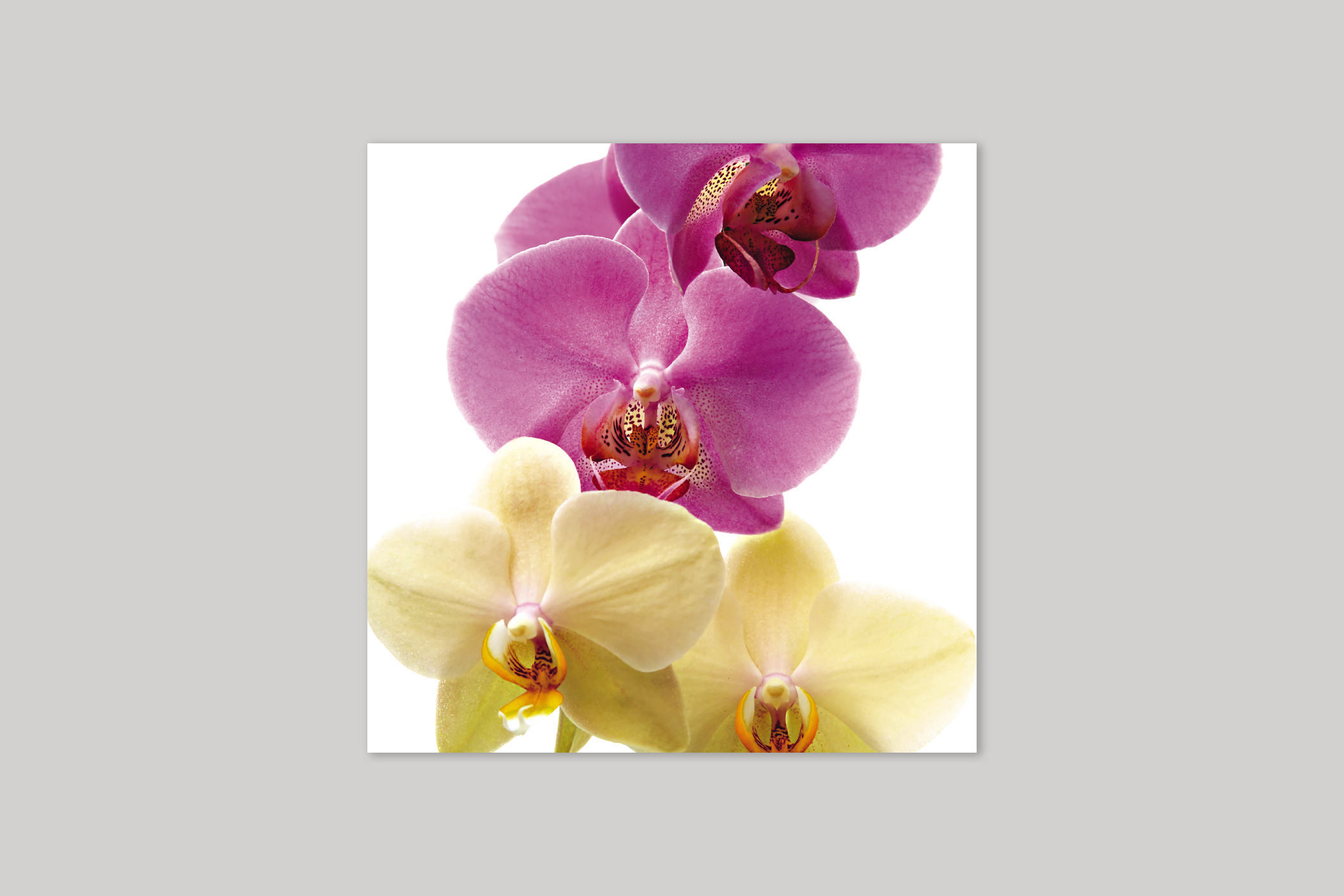 Elegance from Bloom range of floral photographic cards by Icon.