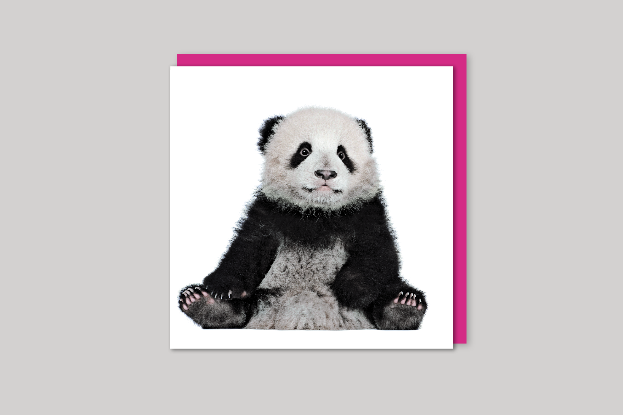 Albert the Panda Cub from Exposure range of photographic cards by Icon, back page.
