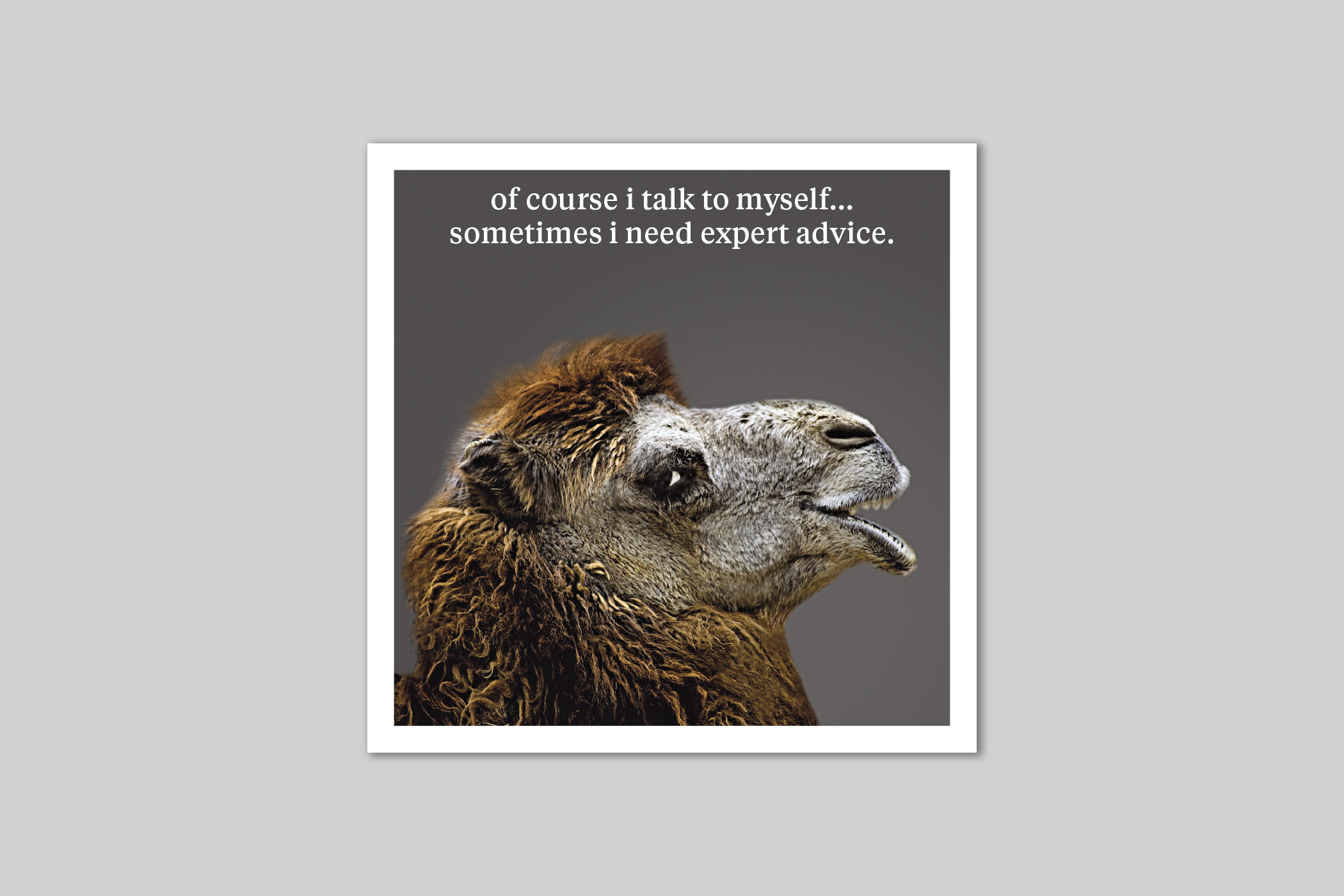 Expert Advice quirky animal portrait from Curious World range of greeting cards by Icon.