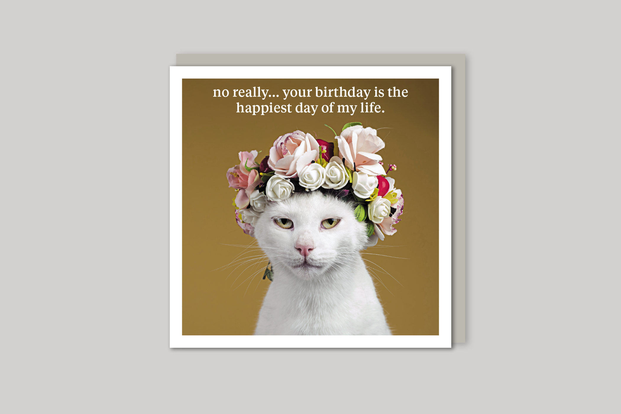 No Really quirky animal portrait from Curious World range of greeting cards by Icon, back page.
