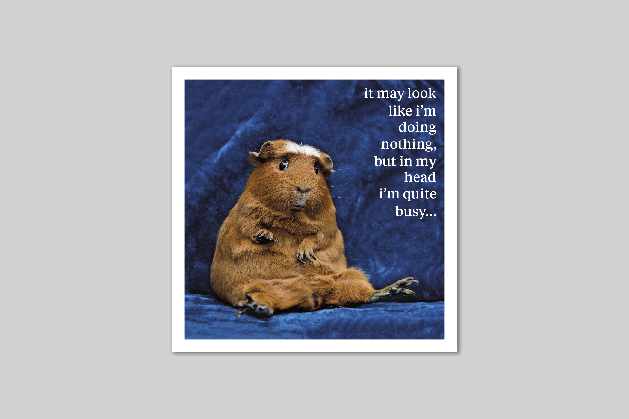 Doing Nothing quirky animal portrait from Curious World range of greeting cards by Icon.