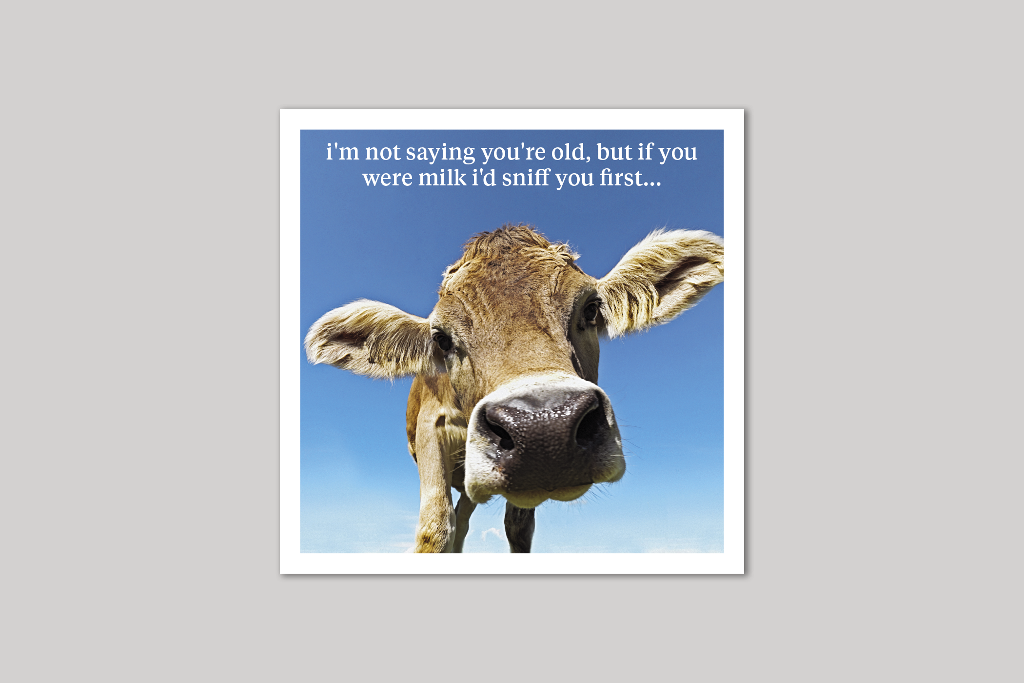 If You Were Milk quirky animal portrait from Curious World range of greeting cards by Icon.