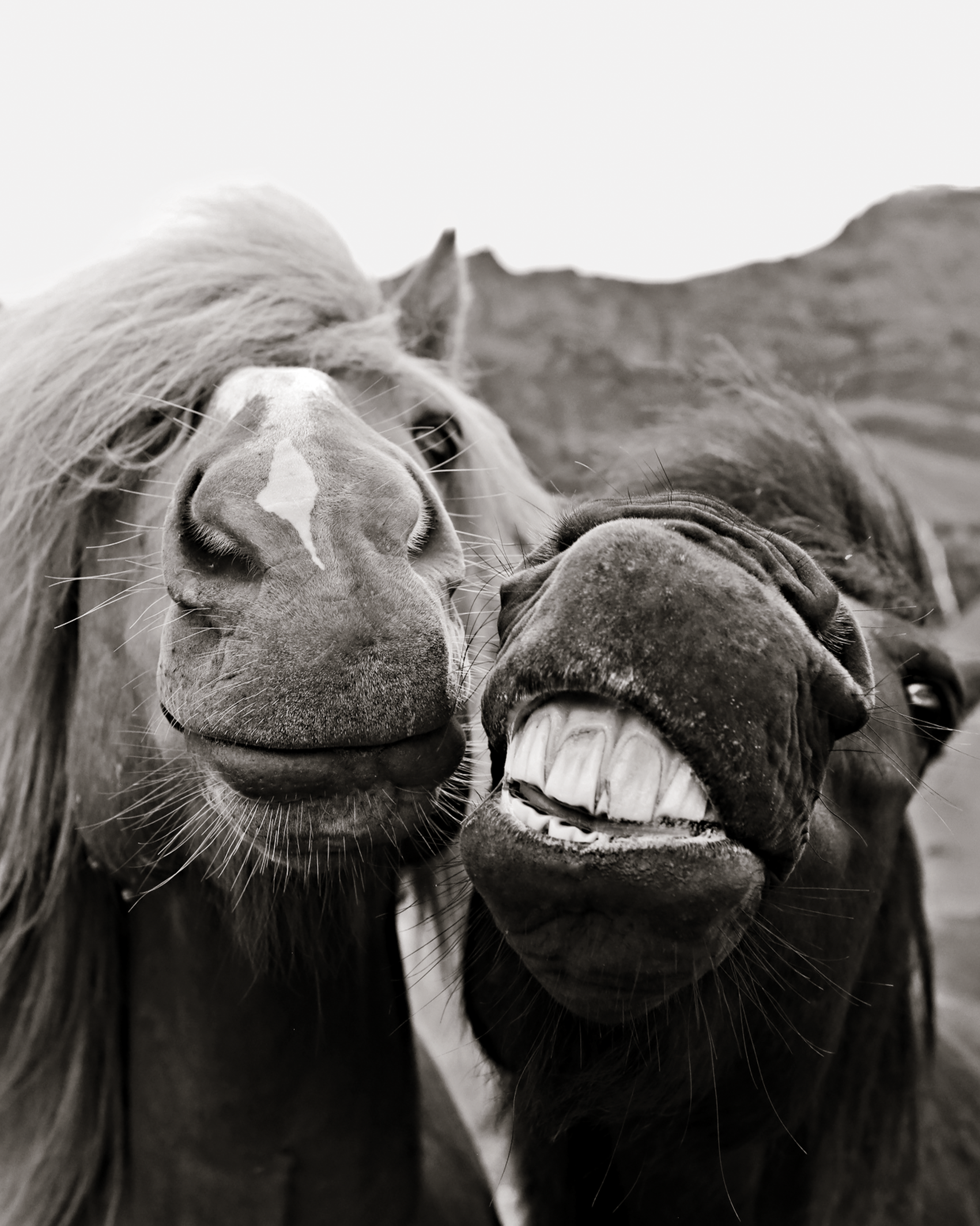 Two horses grinning