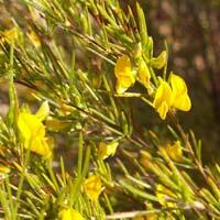 What is Rooibos Tea? - History, Benefits, and More