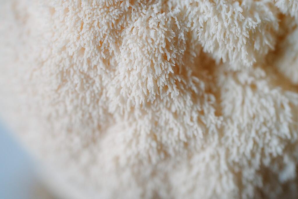 Does Lion's Mane Improve Focus and Mental Clarity?