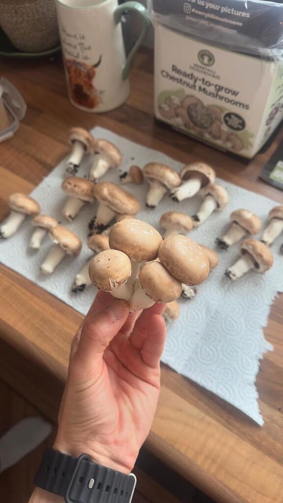 Are Mushrooms Low FODMAP?