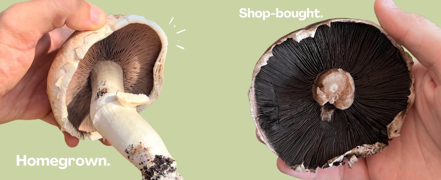 Shopbought vs homegrown mushrooms