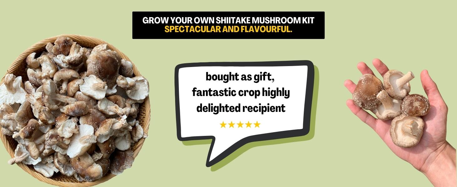 Shiitake Mushroom Growing Kit Crop
