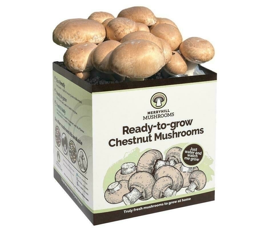Merryhill Mushrooms growing kit producing a full crop of chestnut mushrooms
