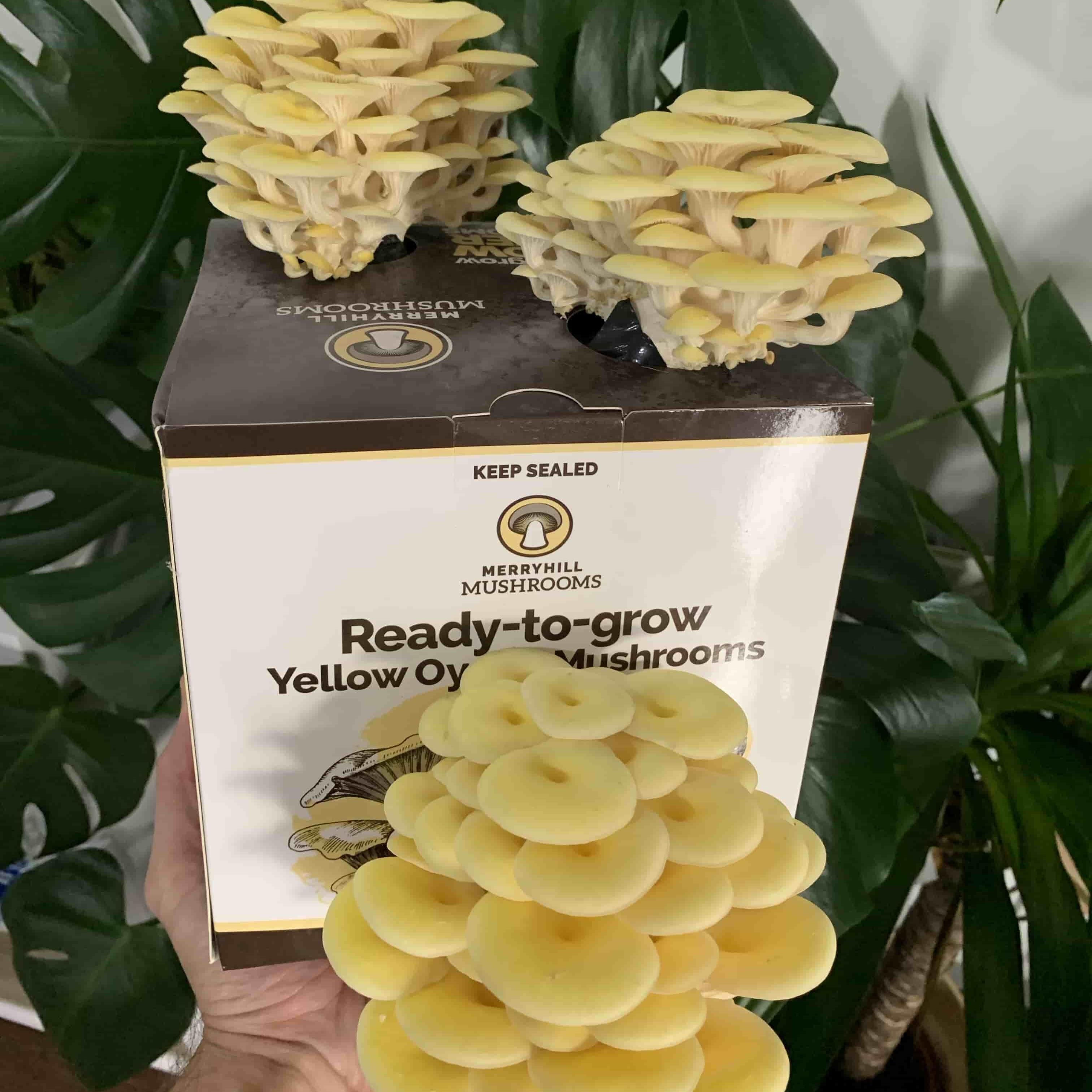 Yellow Oyster Fruiting