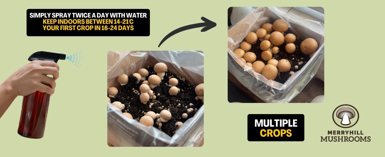Chestnut Mushroom Growing Kit Infographic
