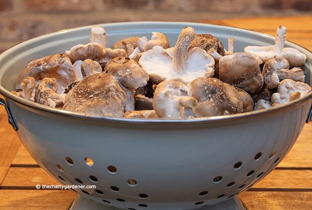 Crop of Shiitake Mushrooms