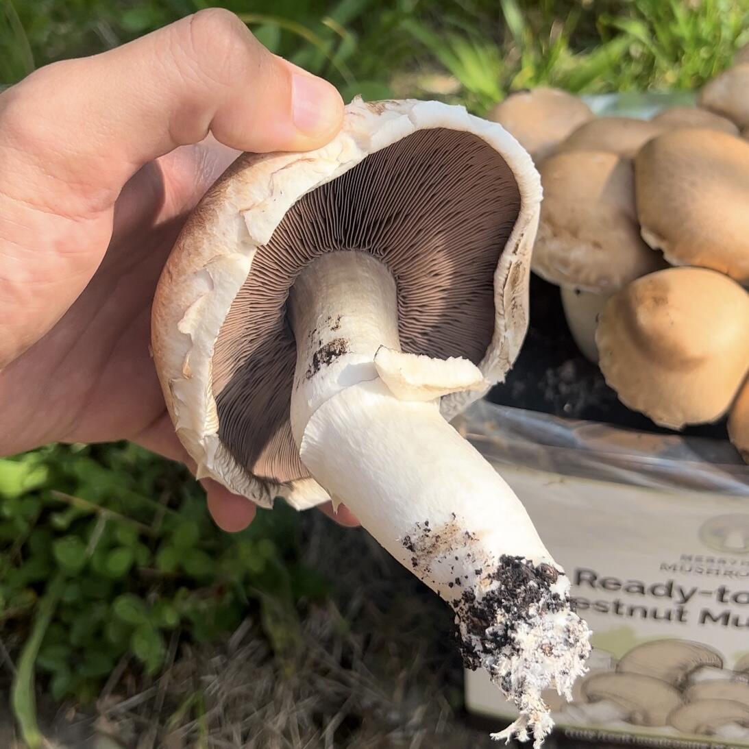 Mushrooms picked off grow your own kit