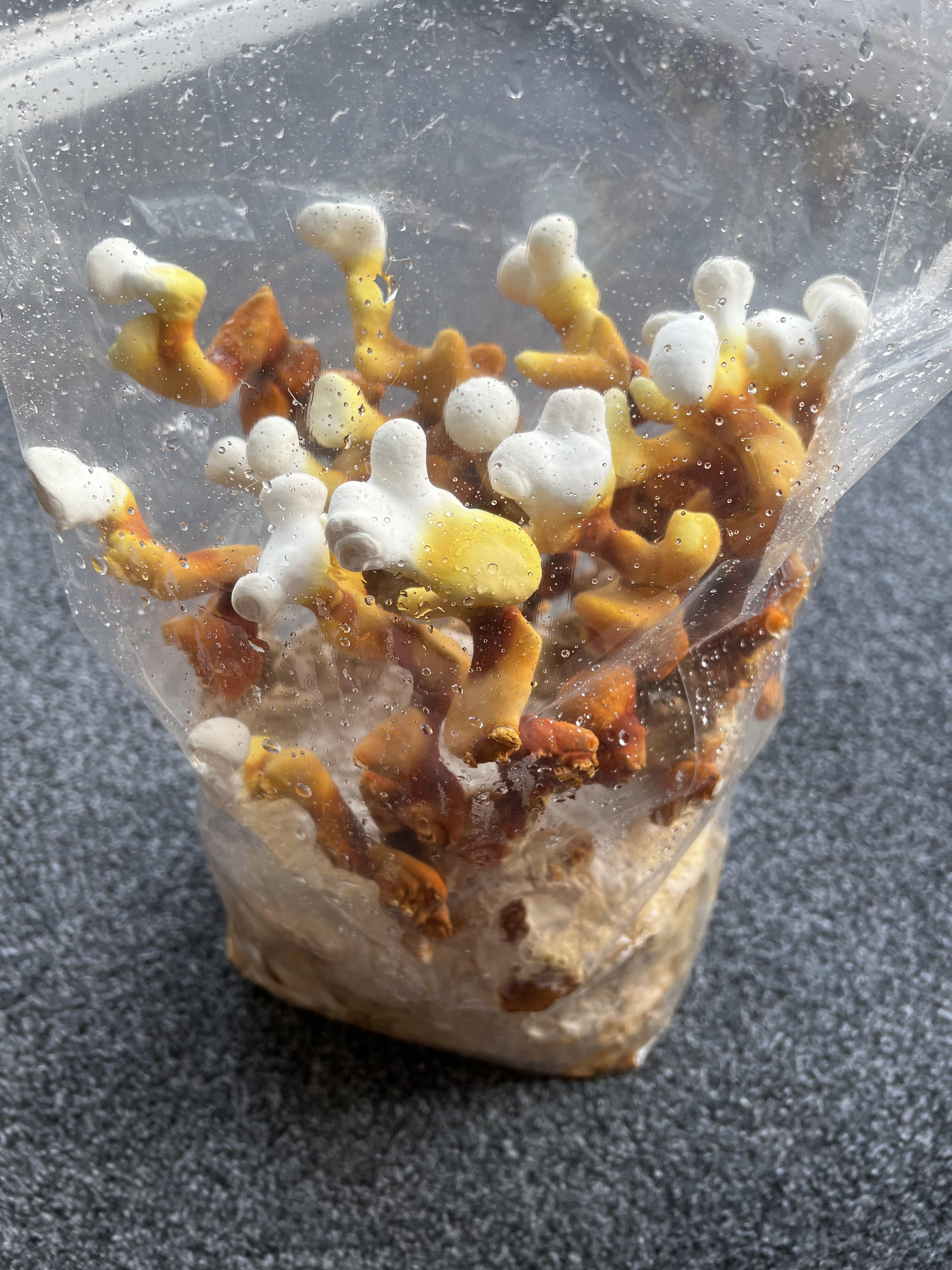 Reishi Mushroom Growing Kit