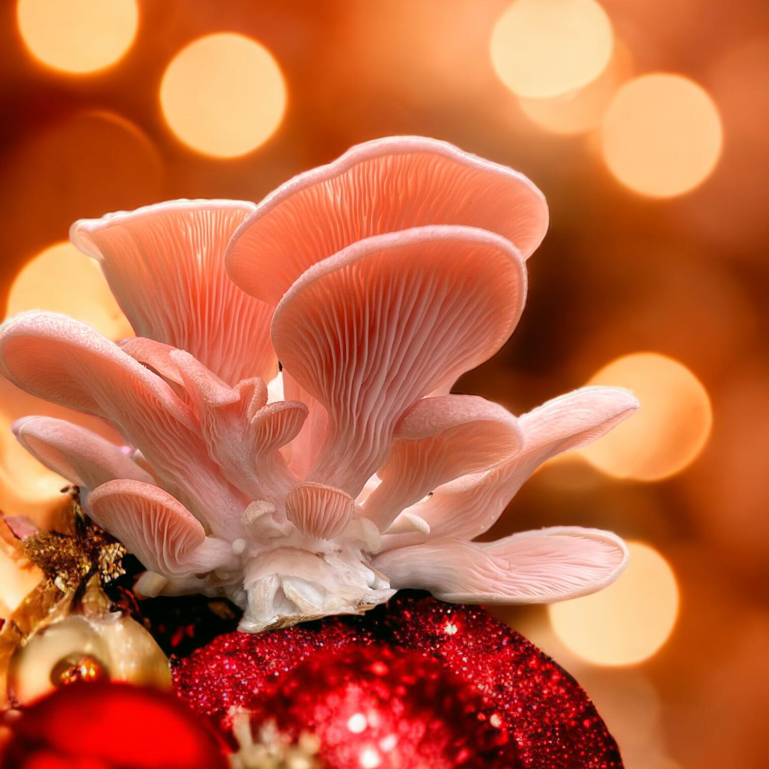 A festive Pink Oyster Mushroom Crop