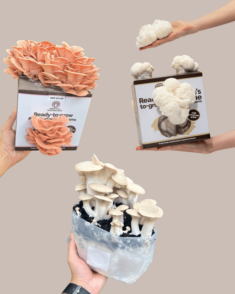 How Do Ready Growing Mushroom Kits work?