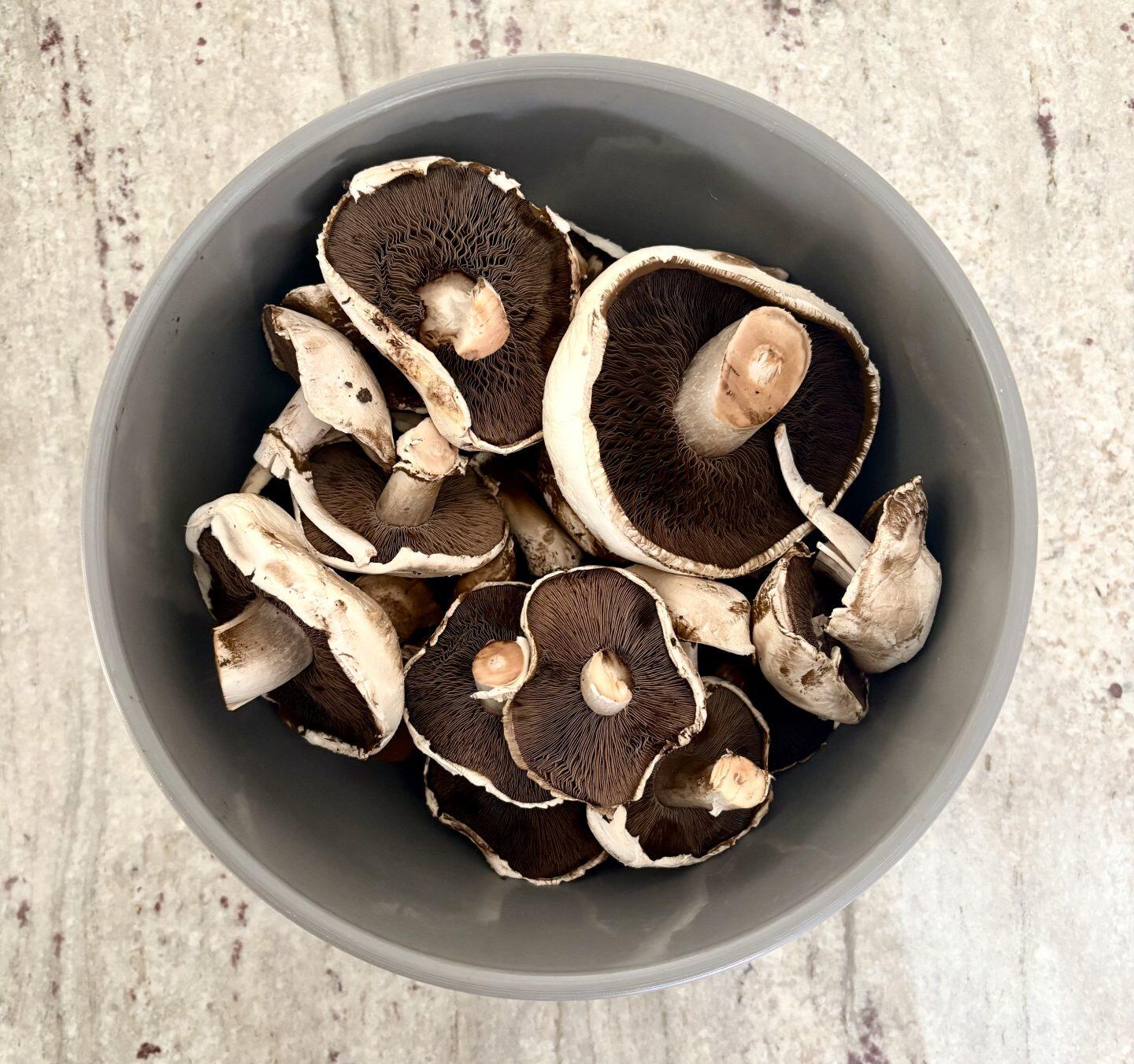Crop of Homegrown white mushrooms from a merryhill mushrooms grow kit