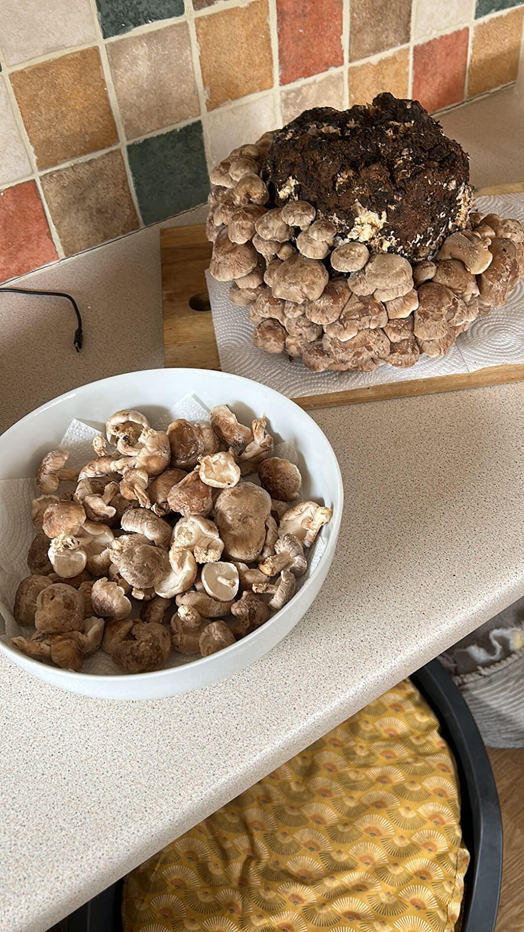 A mushroom growing kit placed safely on a stable kitchen shelf out of reach of pets