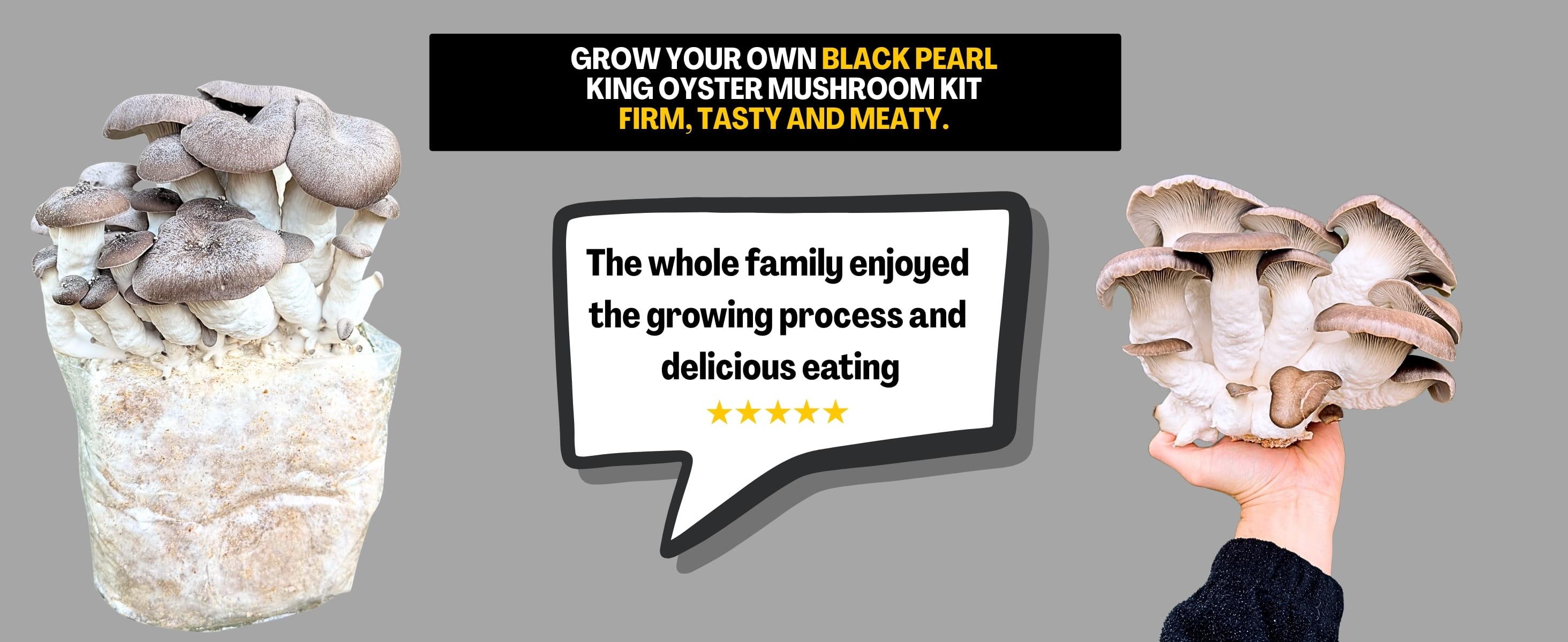 Black Pearl Oyster Infographic Banner