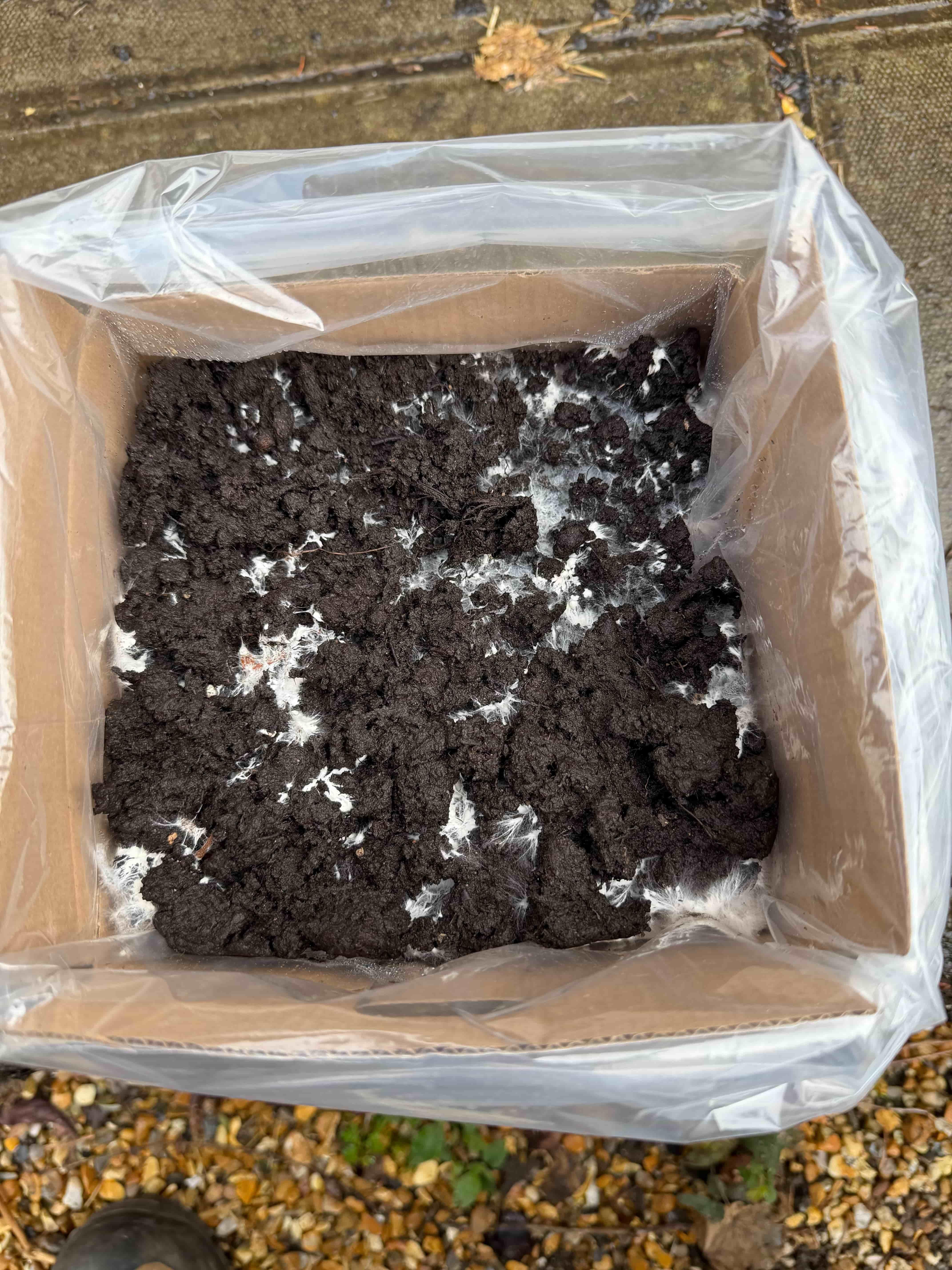 Healthy white mycelium covering an oyster mushroom growing kit block