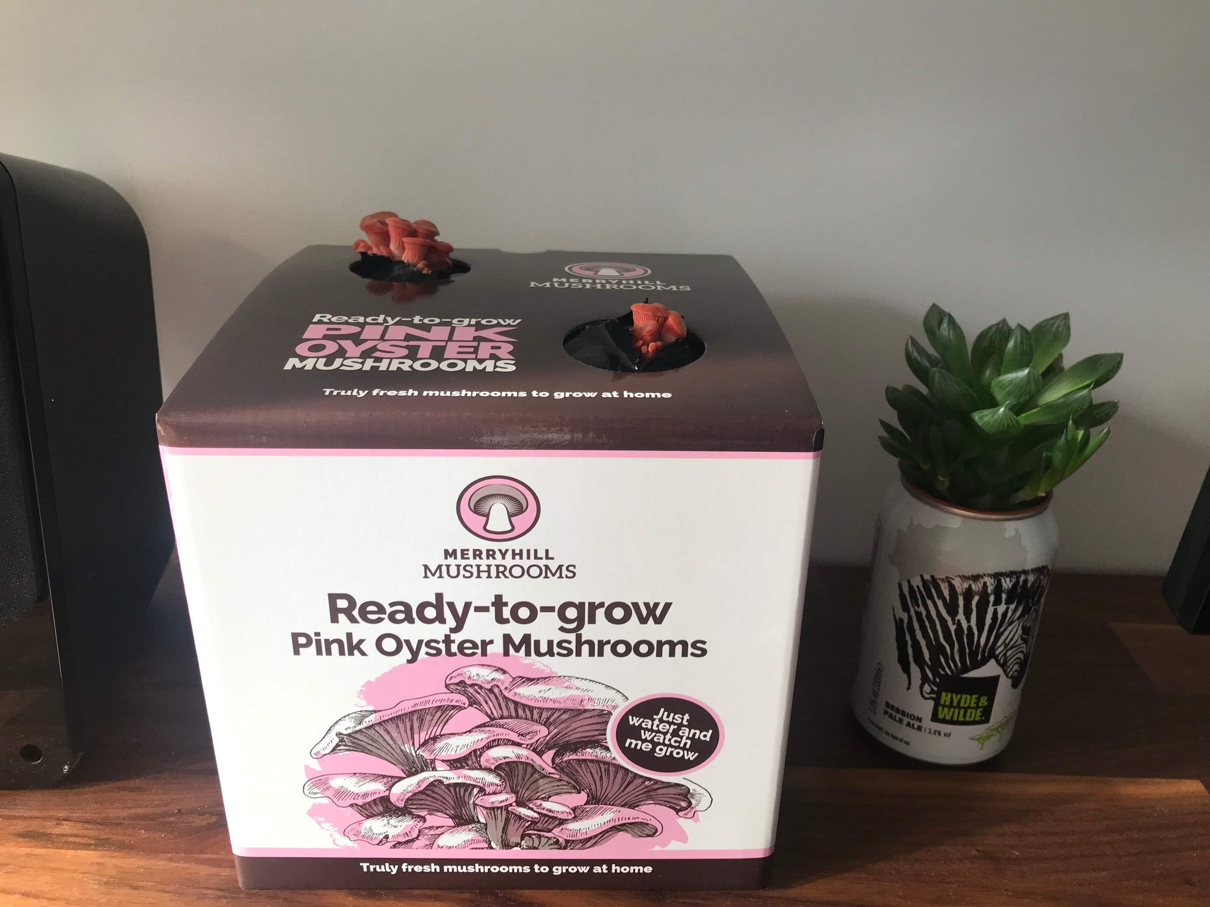 Pink oyster mushroom kit with pins forming