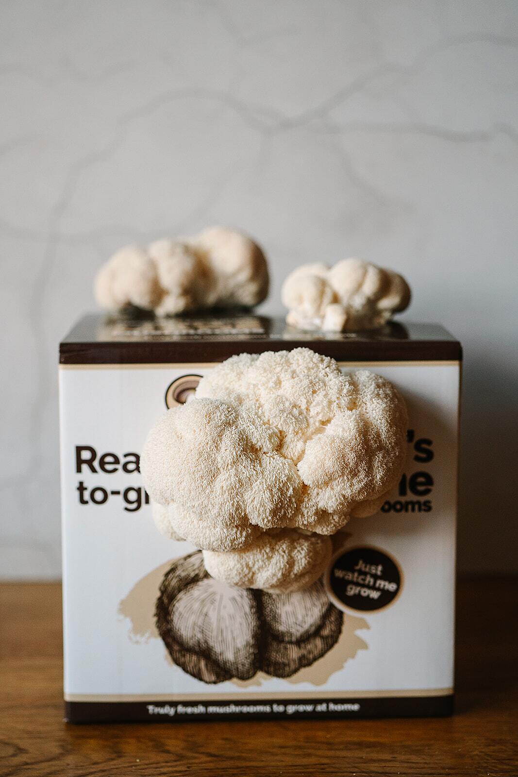 Lion's Mane kit with early pins forming
