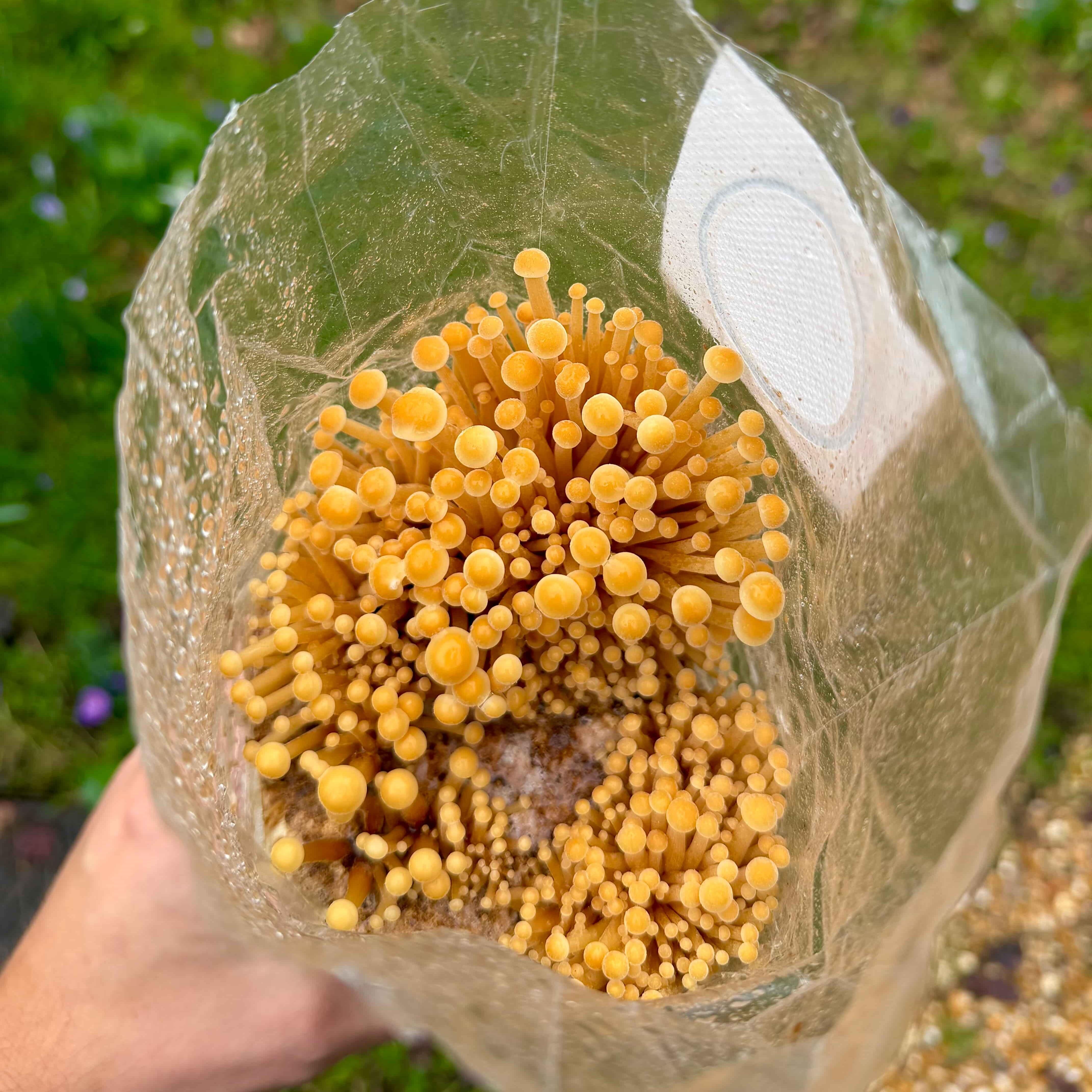 Enoki Mushroom kit with mid sized mushrooms