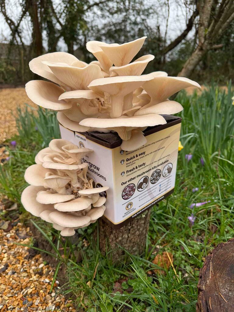 Beginner-Friendly Harvest Guide: When to Pick Mushrooms So They Taste Their Best
