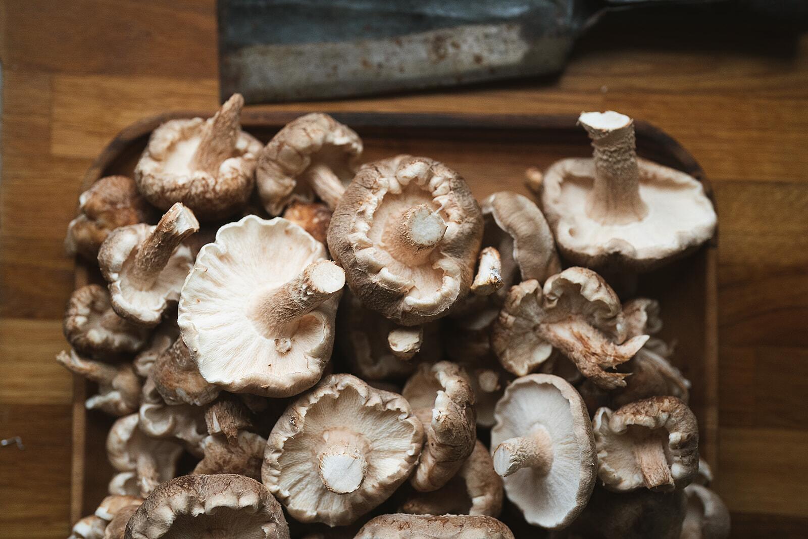 Fresh shiitake mushrooms grown from a home growing kit