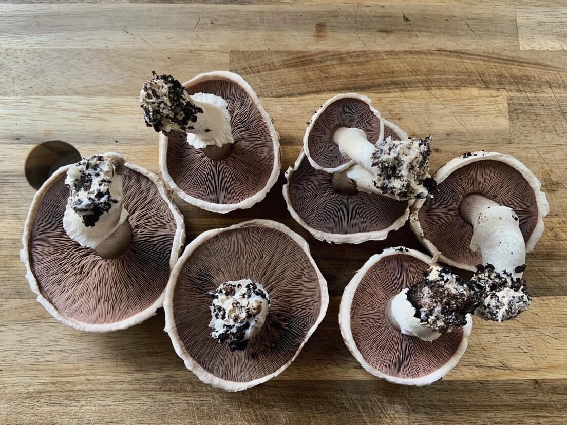 Freshly harvested mushrooms ready for cleaning and freezing