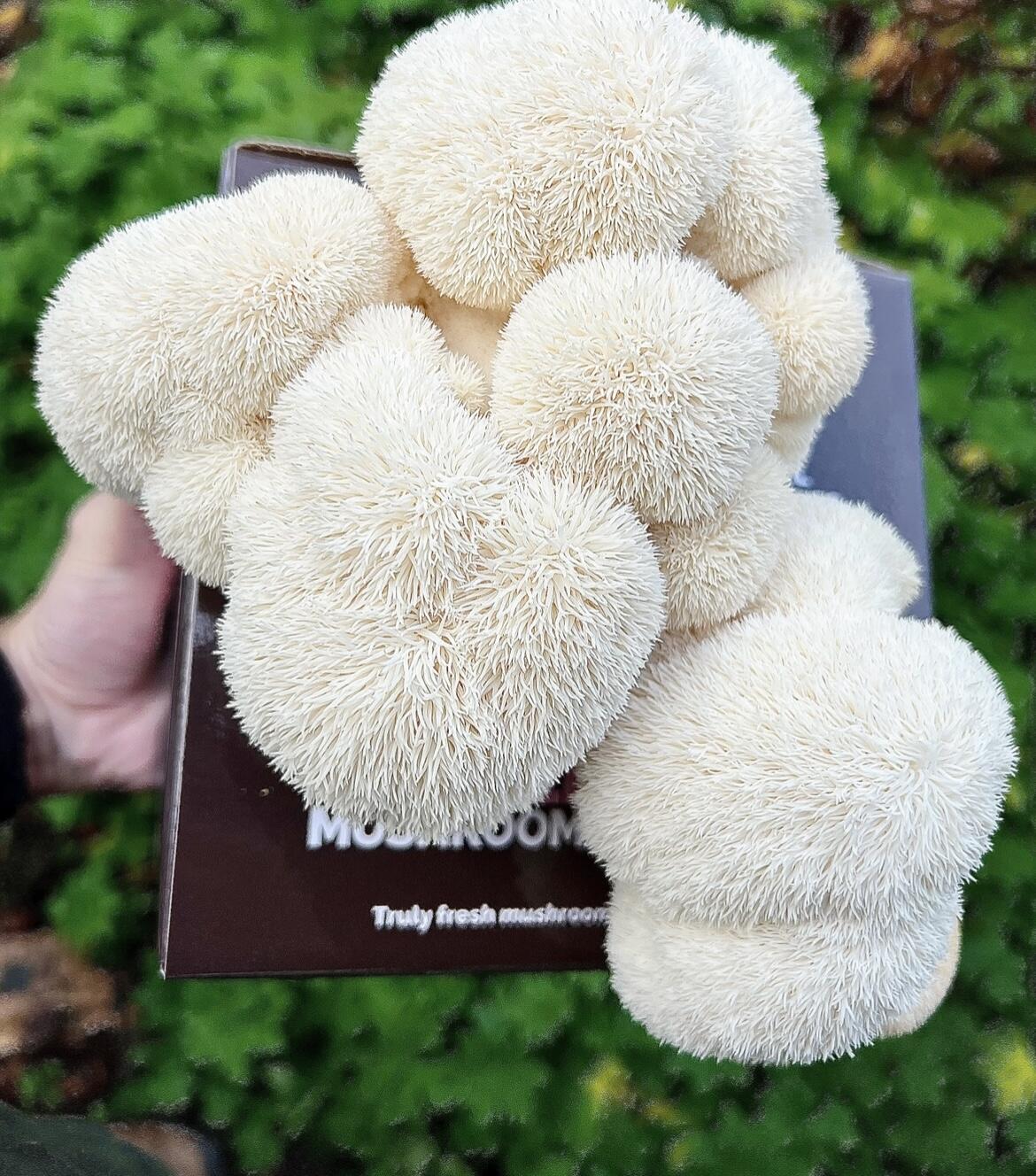 Lion's Mane Mushroom Growing Kit