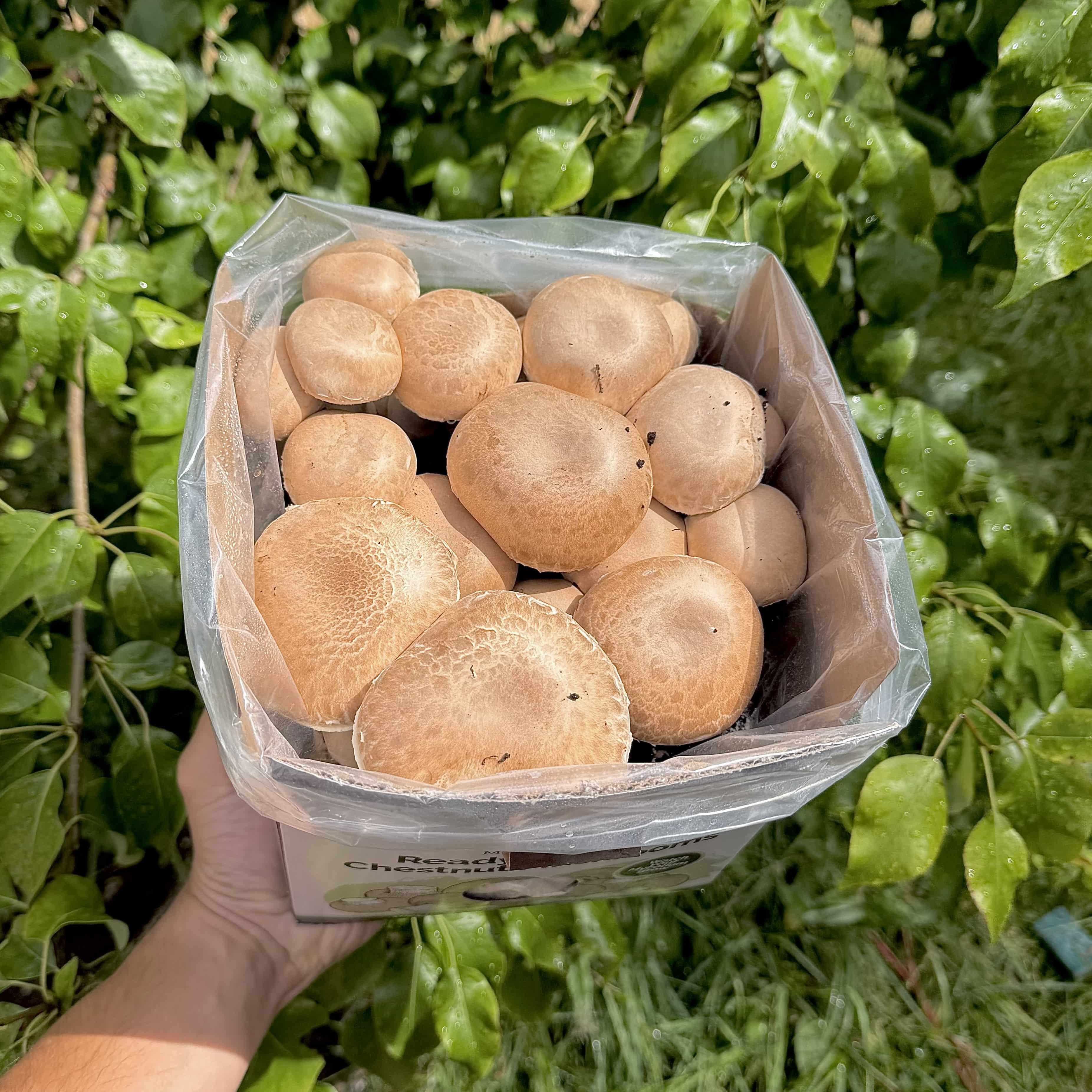 Chestnut Mushroom Growing Kit