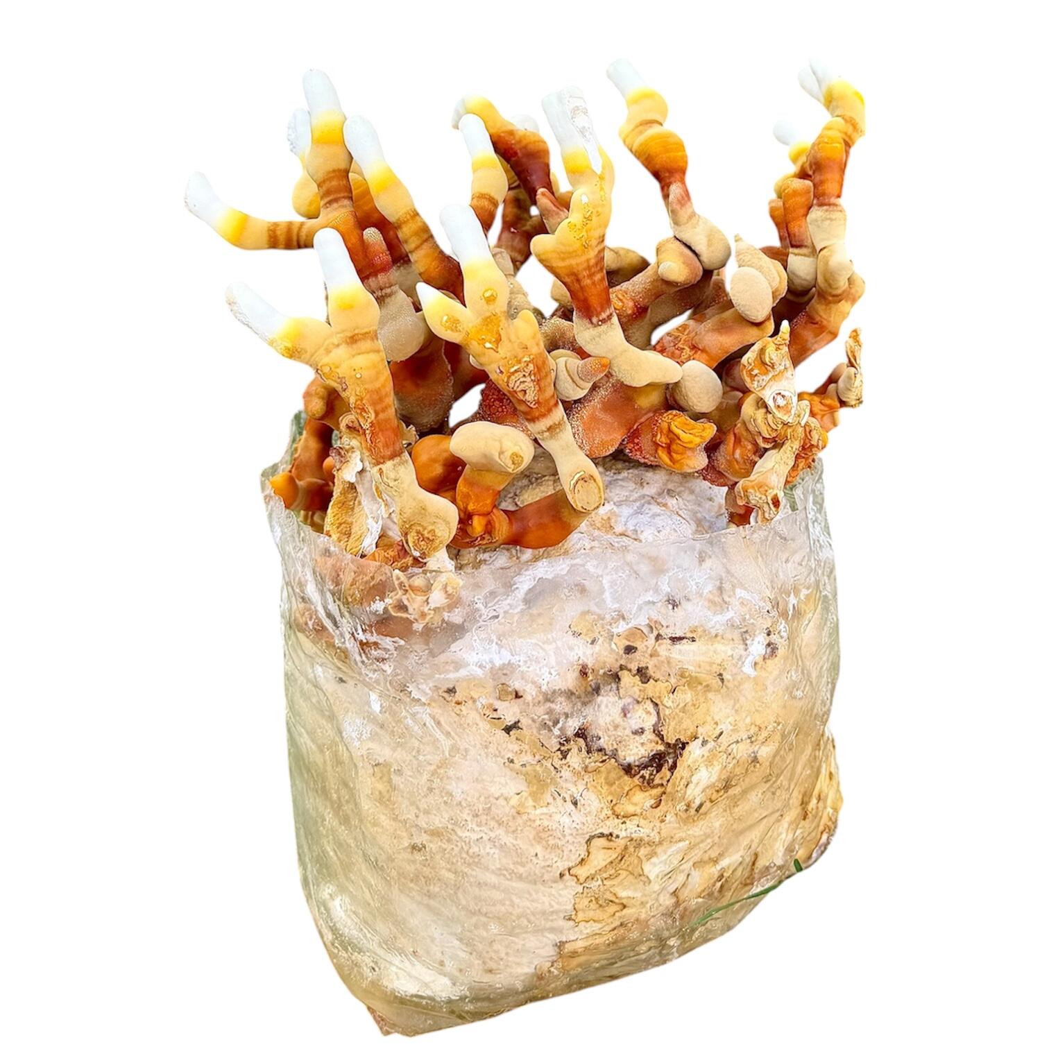 Reishi Mushroom Growing Kit