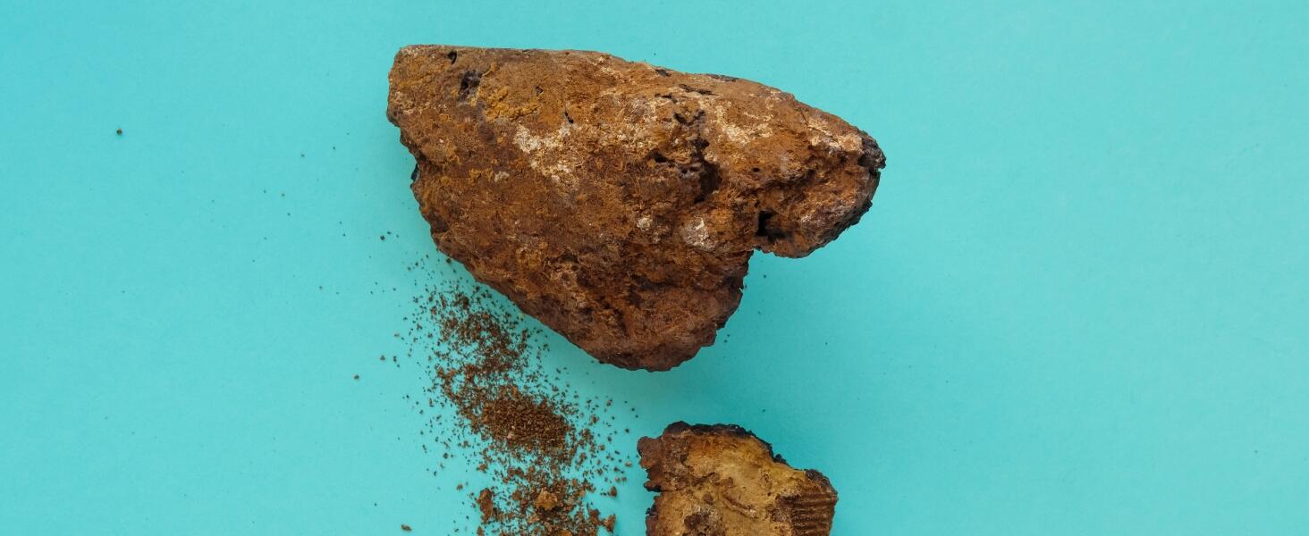 Chaga mushroom growing on birch tree