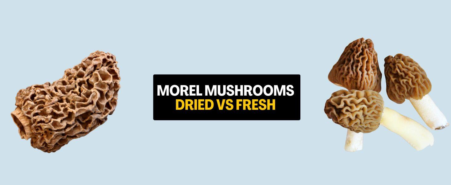 Dried vs Fresh Morel Mushrooms