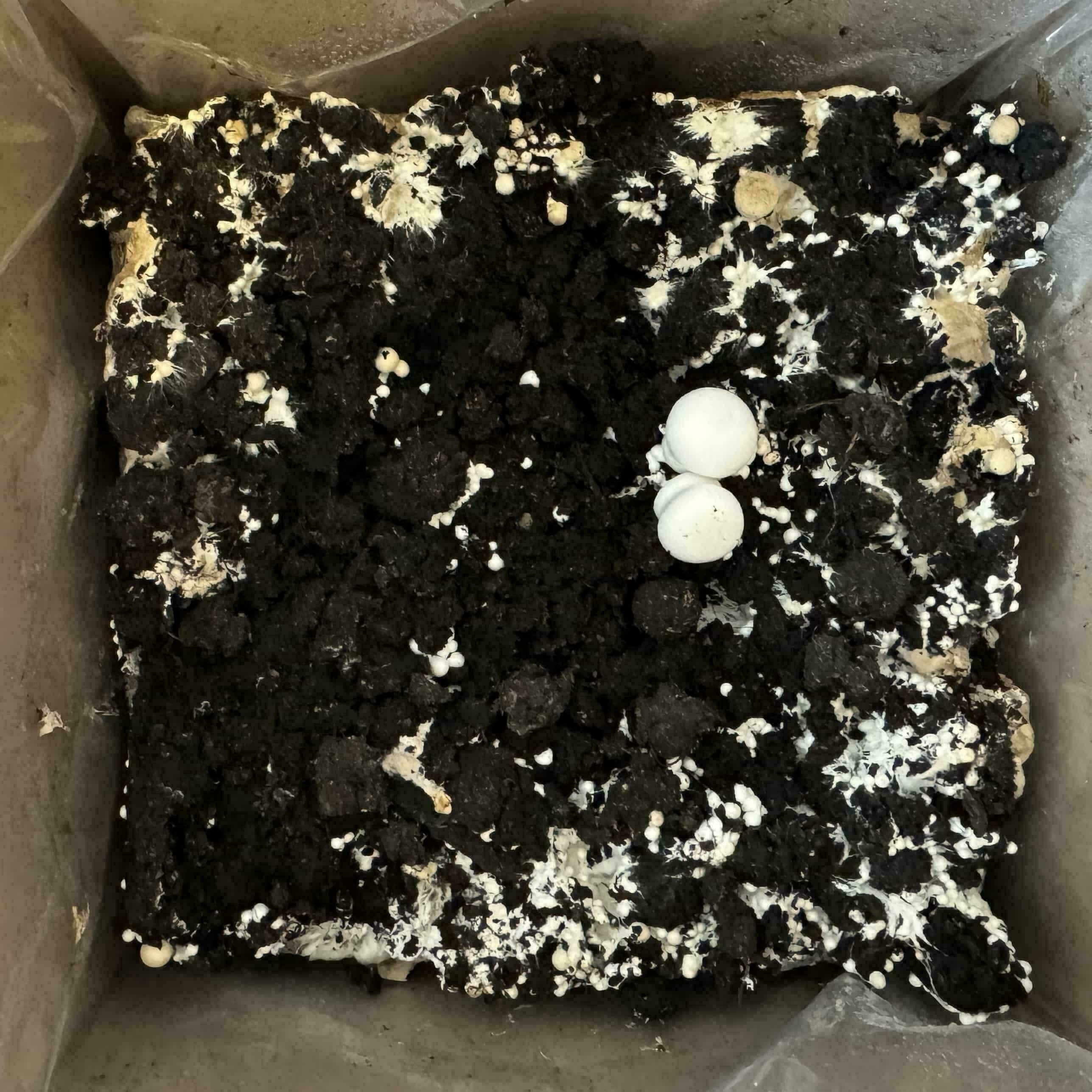 Underwatered kit example 2
